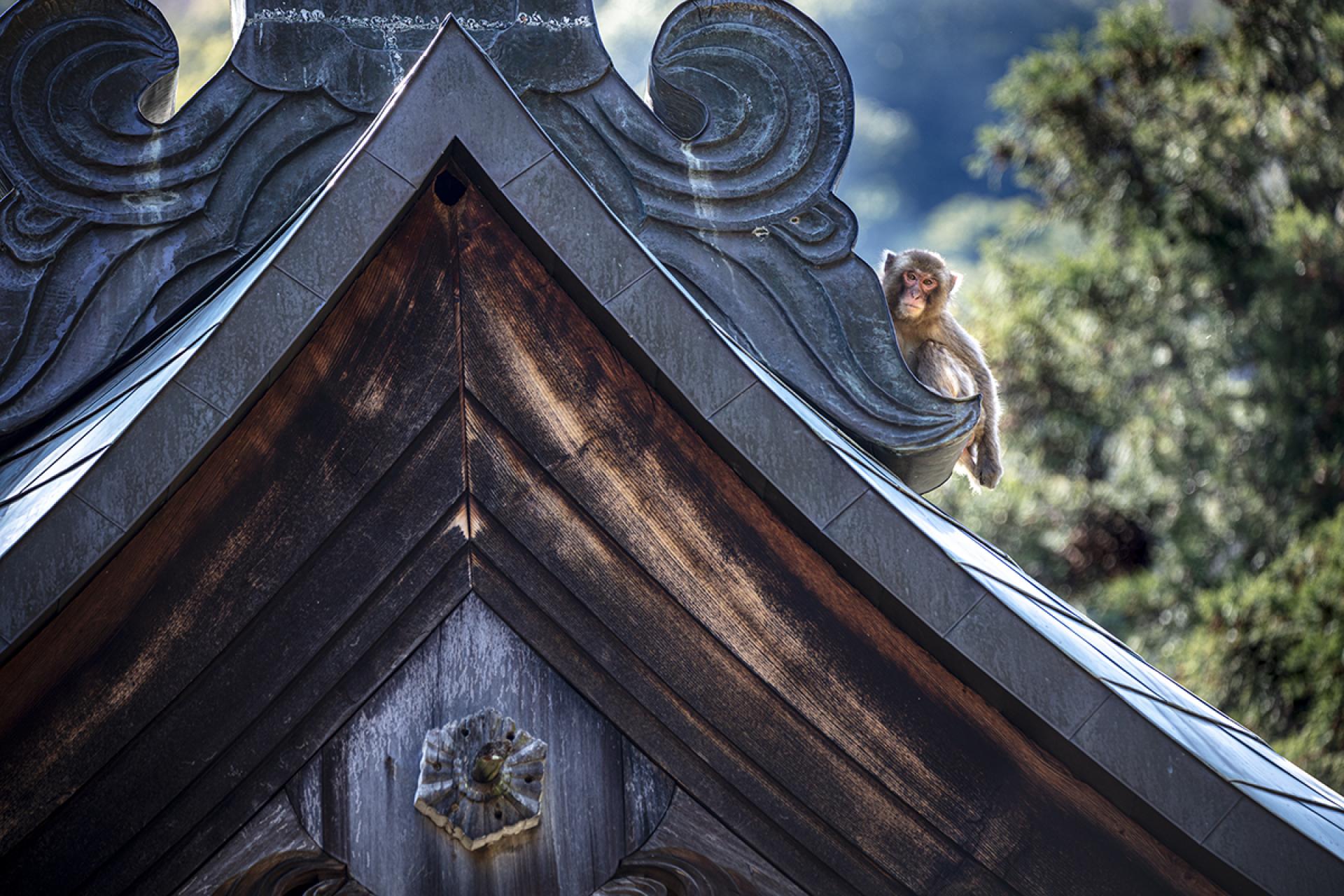 London Photography Awards Winner - Temple and Monkeys
