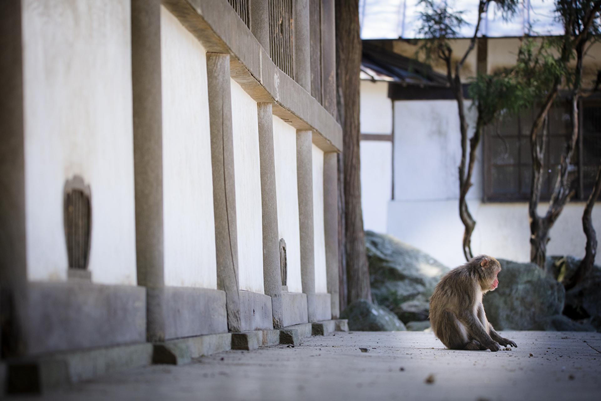 London Photography Awards Winner - Temple and Monkeys