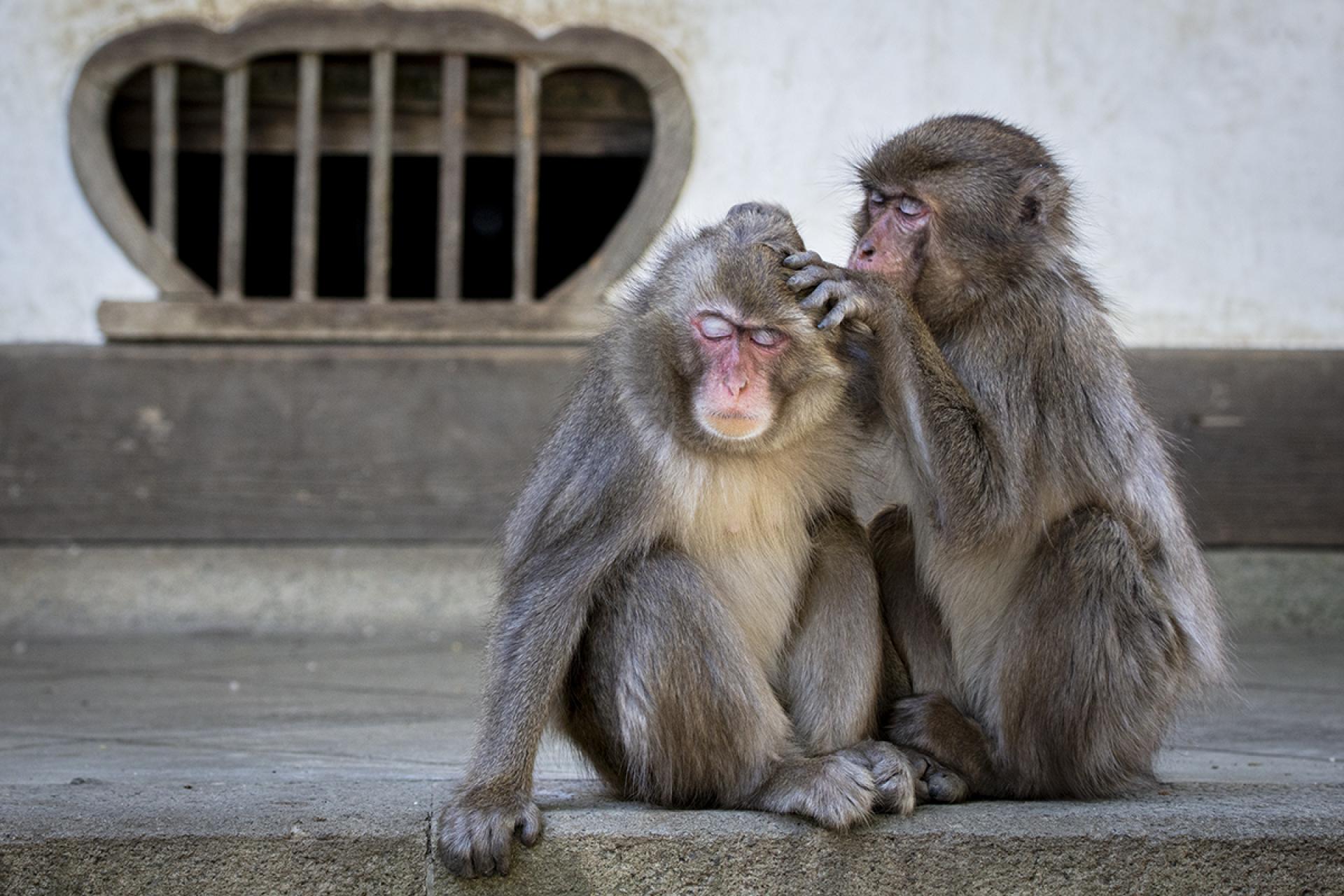 London Photography Awards Winner - Temple and Monkeys