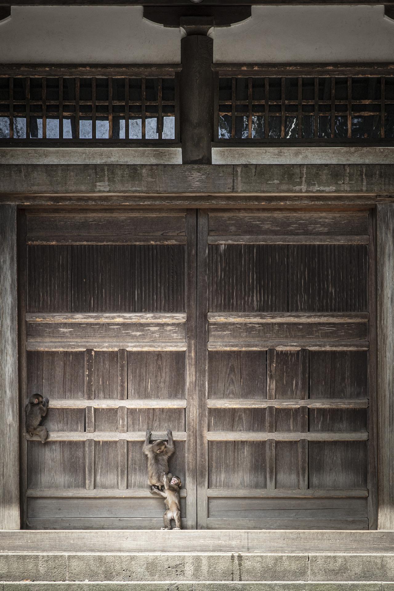 London Photography Awards Winner - Temple and Monkeys