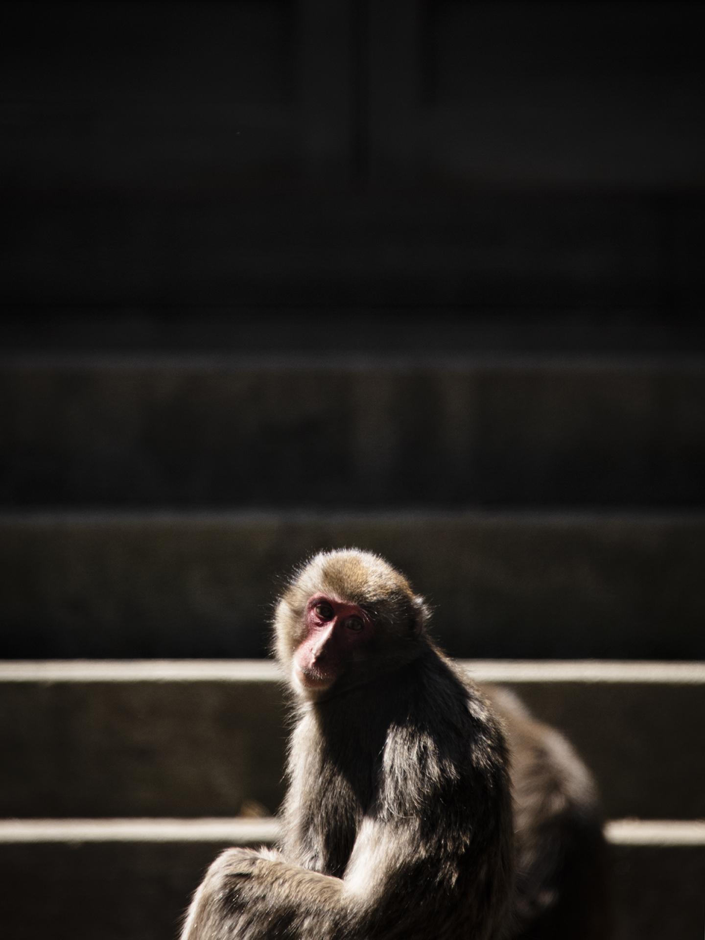 London Photography Awards Winner - Temple and Monkeys