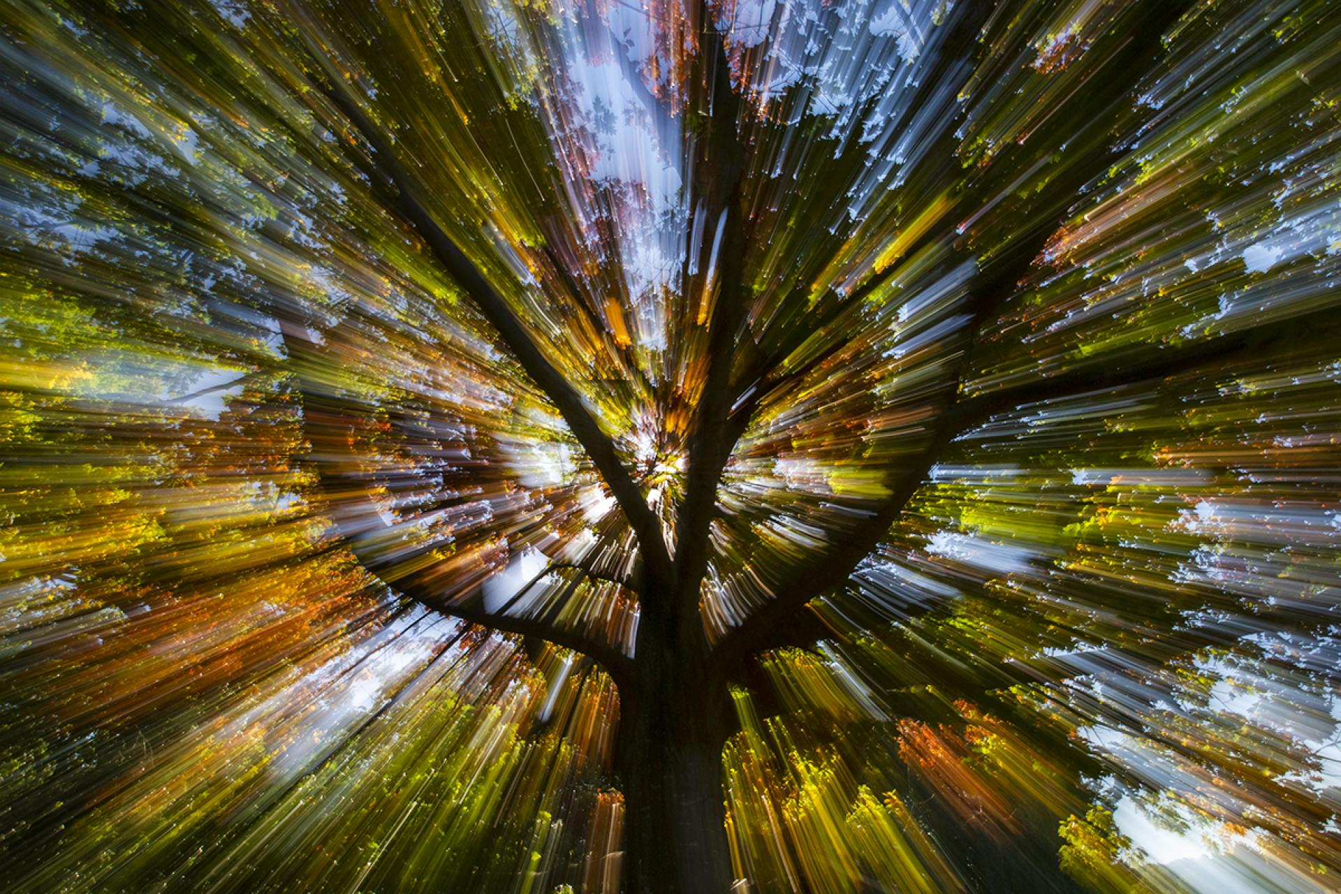 London Photography Awards Winner - Autumn Firework