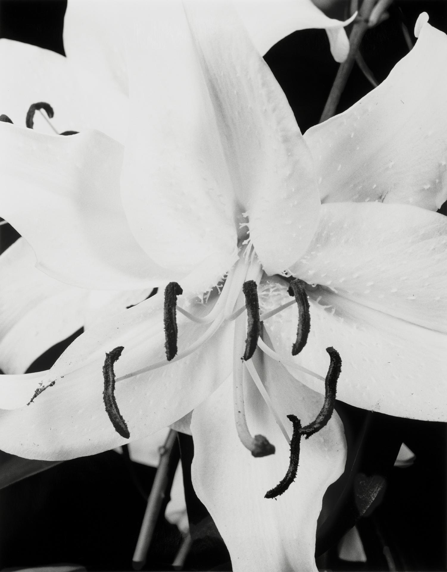 London Photography Awards Winner - Floral Erotica
