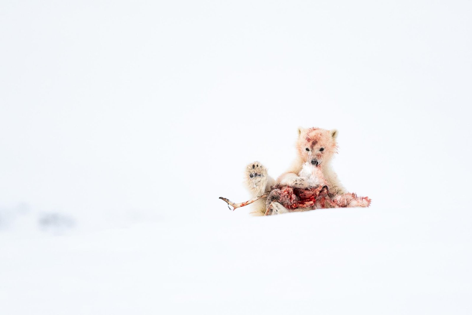 London Photography Awards Winner - A young survivor