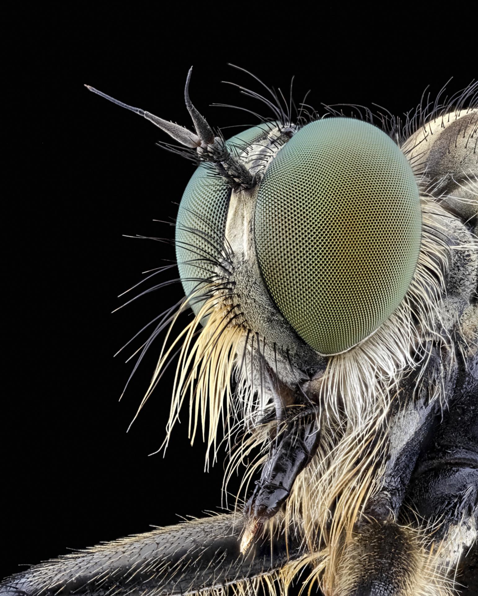 London Photography Awards Winner - The Beauty of Insects
