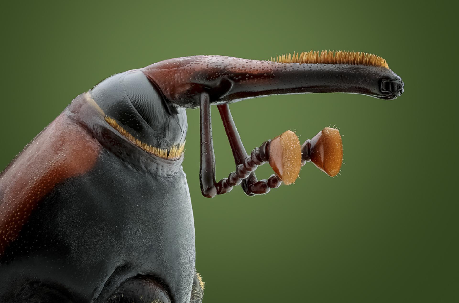 London Photography Awards Winner - The Beauty of Insects