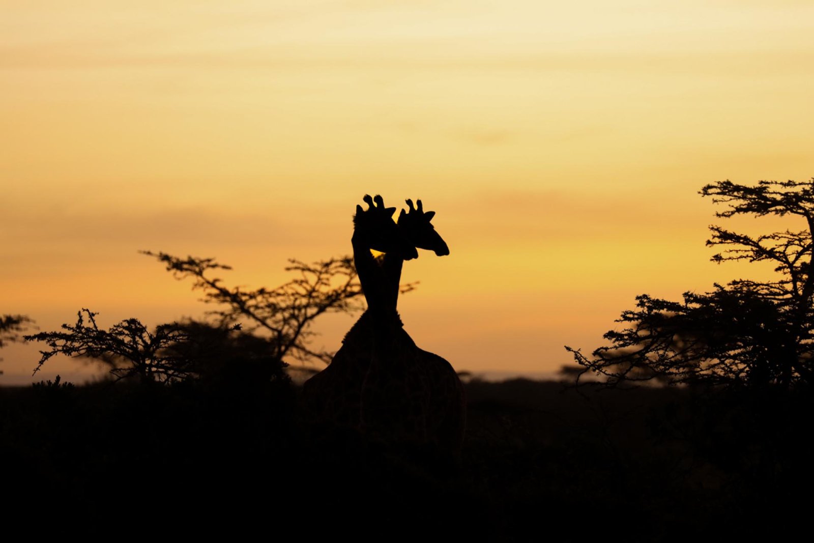 London Photography Awards Winner - Masai Sunrise