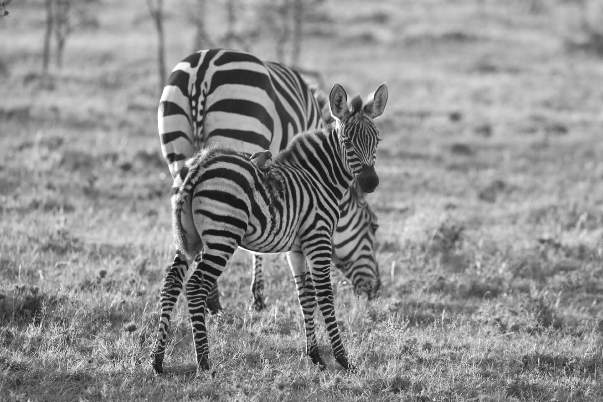 London Photography Awards Winner - Curious Babes
