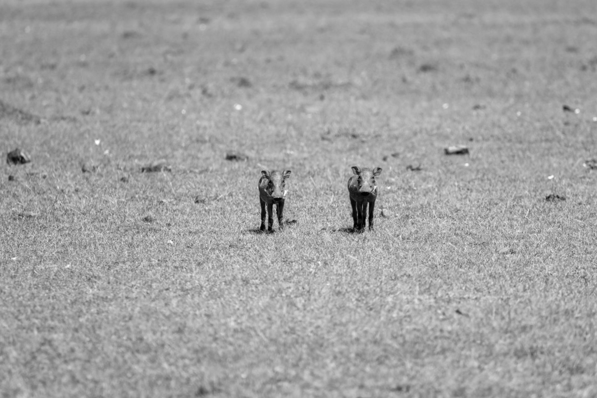 London Photography Awards Winner - Curious Babes