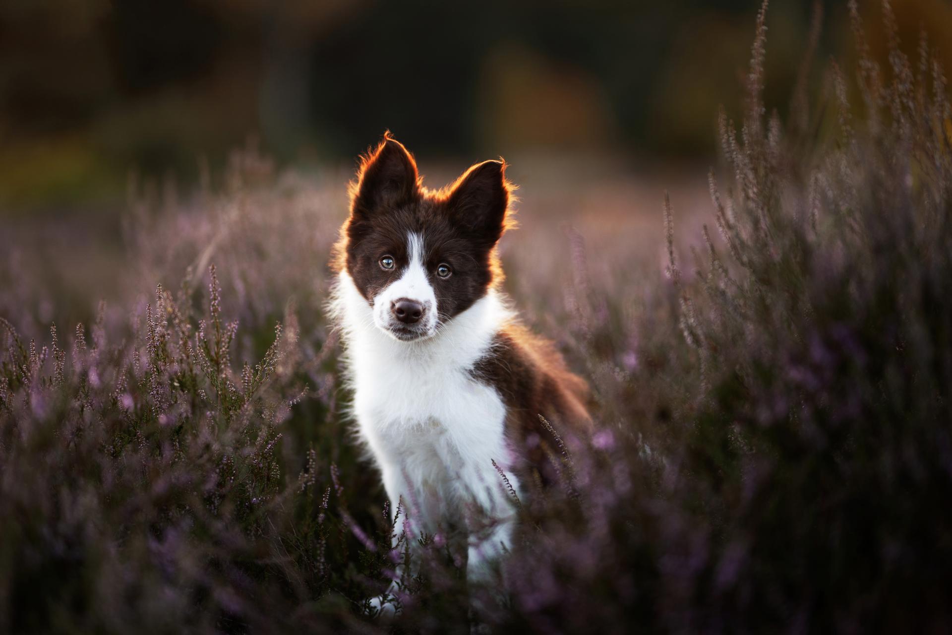 London Photography Awards Winner - Sunset in the heather