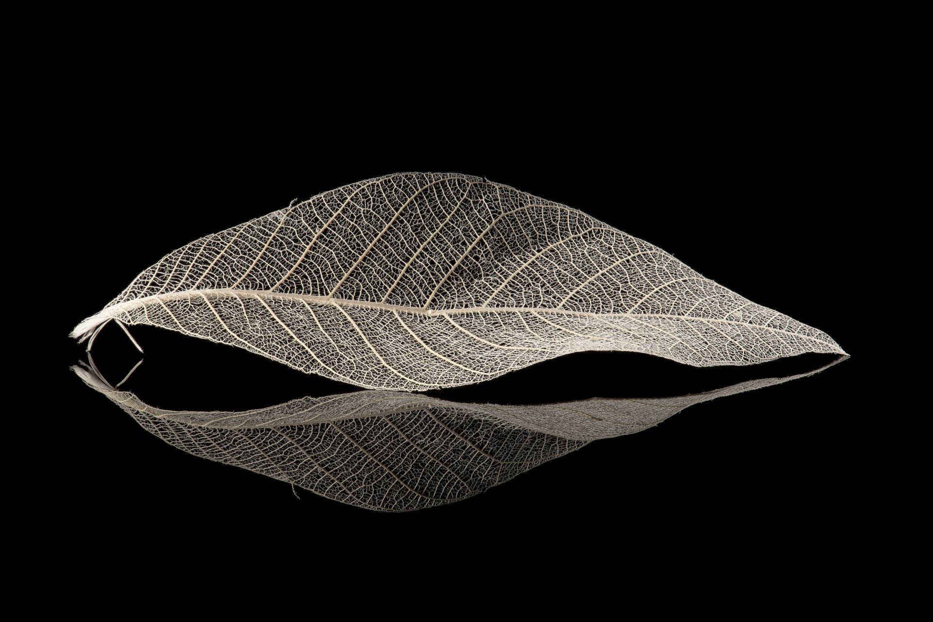 London Photography Awards Winner - Portrait of My Garden