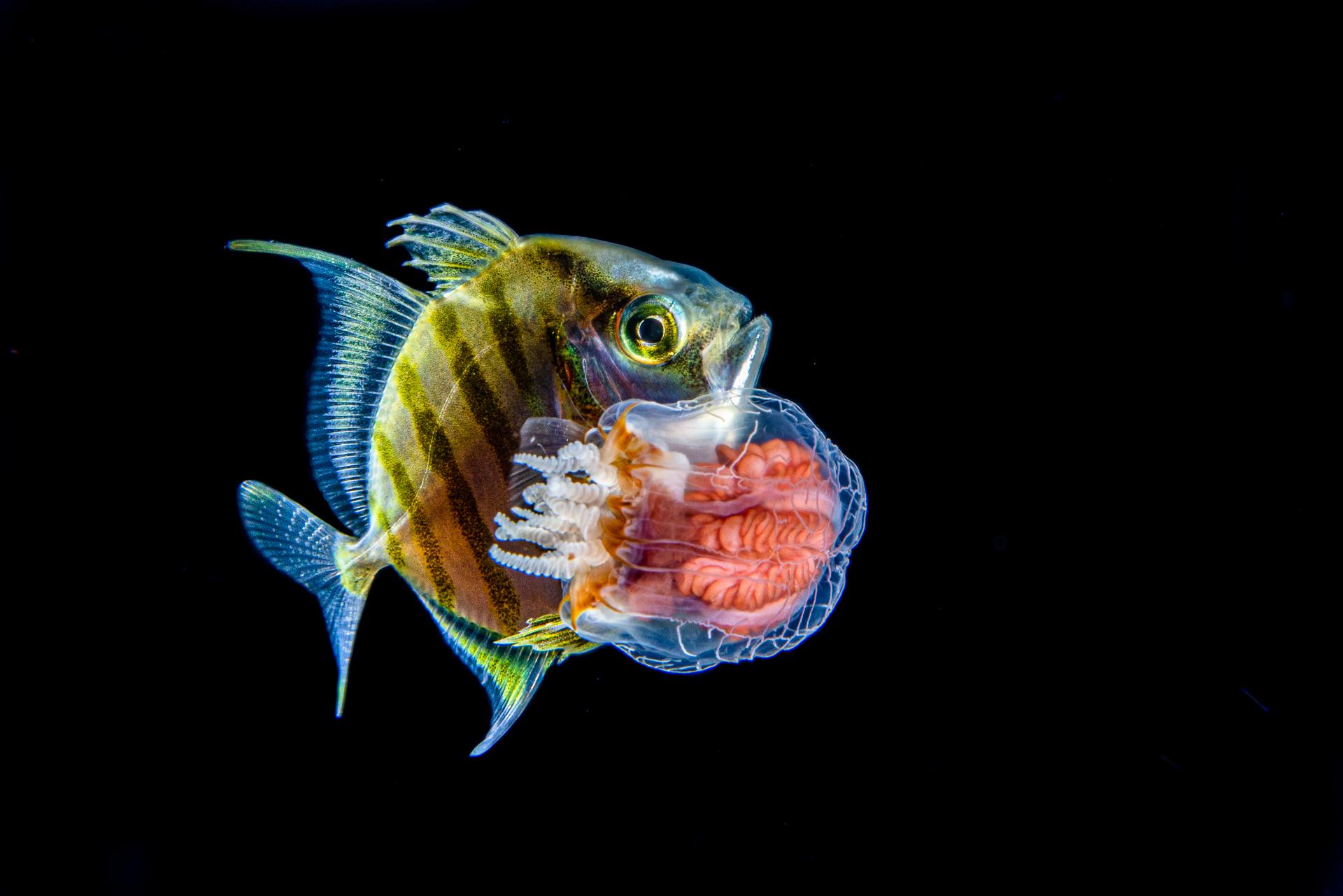 London Photography Awards Winner - Fish larva with jellyfish