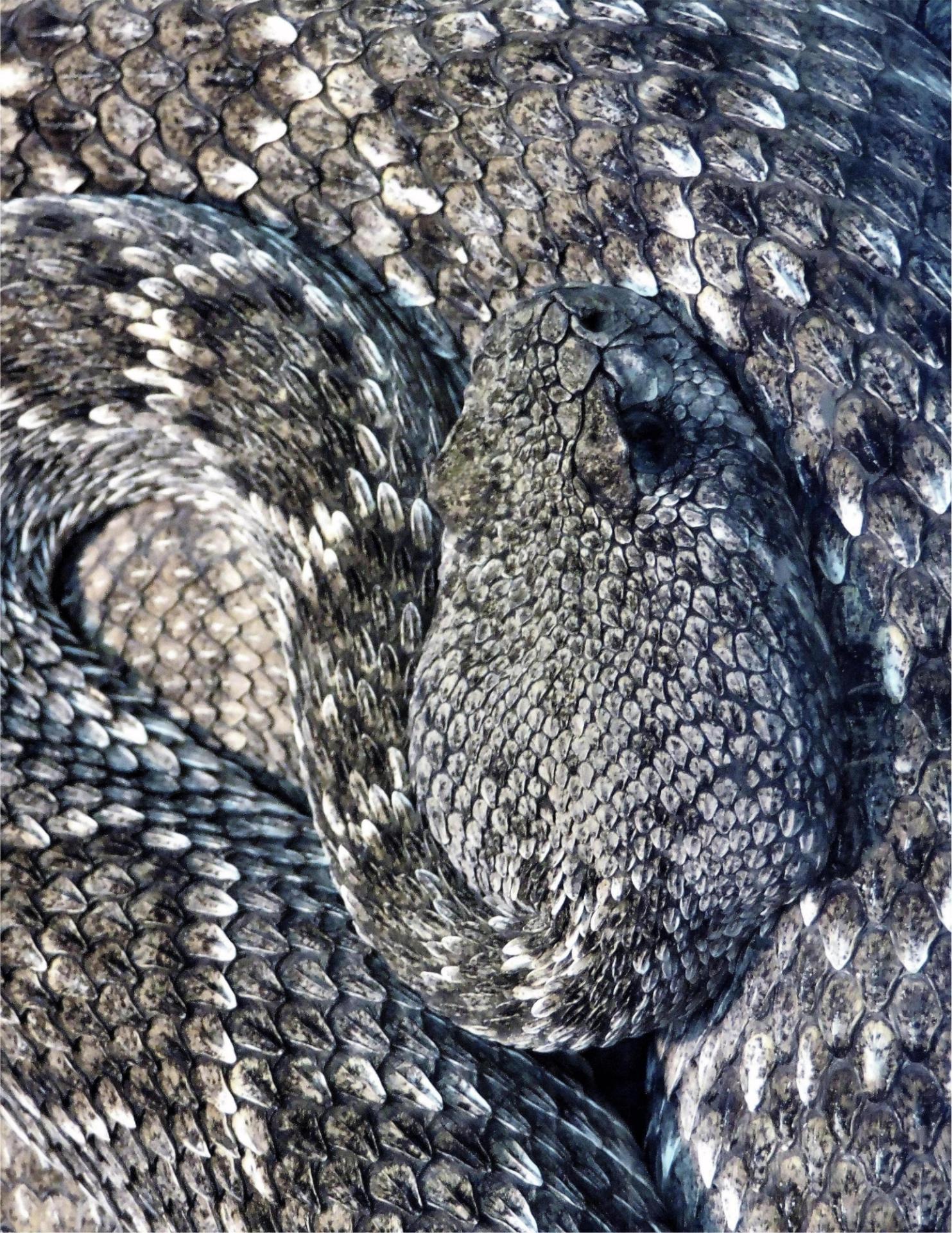 London Photography Awards Winner - Desert Rattlesnake