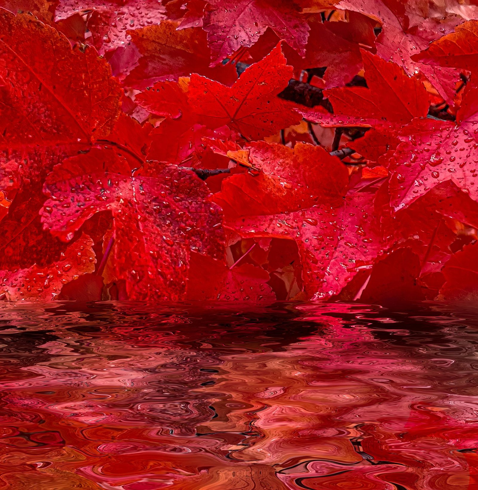 London Photography Awards Winner - Reflection in Red