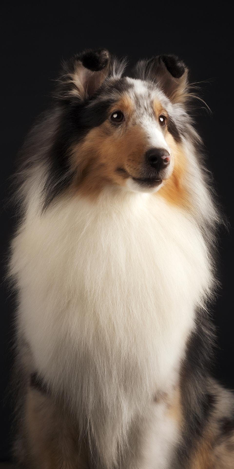 London Photography Awards Winner - Pet Portrait Photography