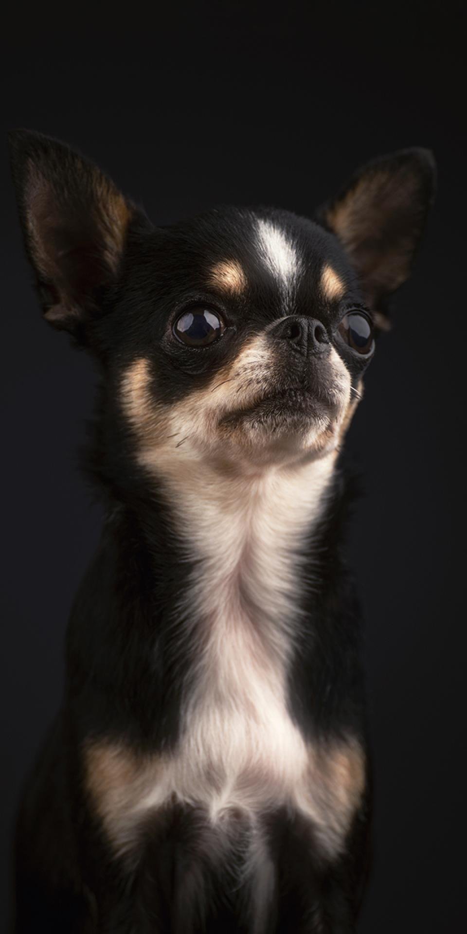 London Photography Awards Winner - Pet Portrait Photography