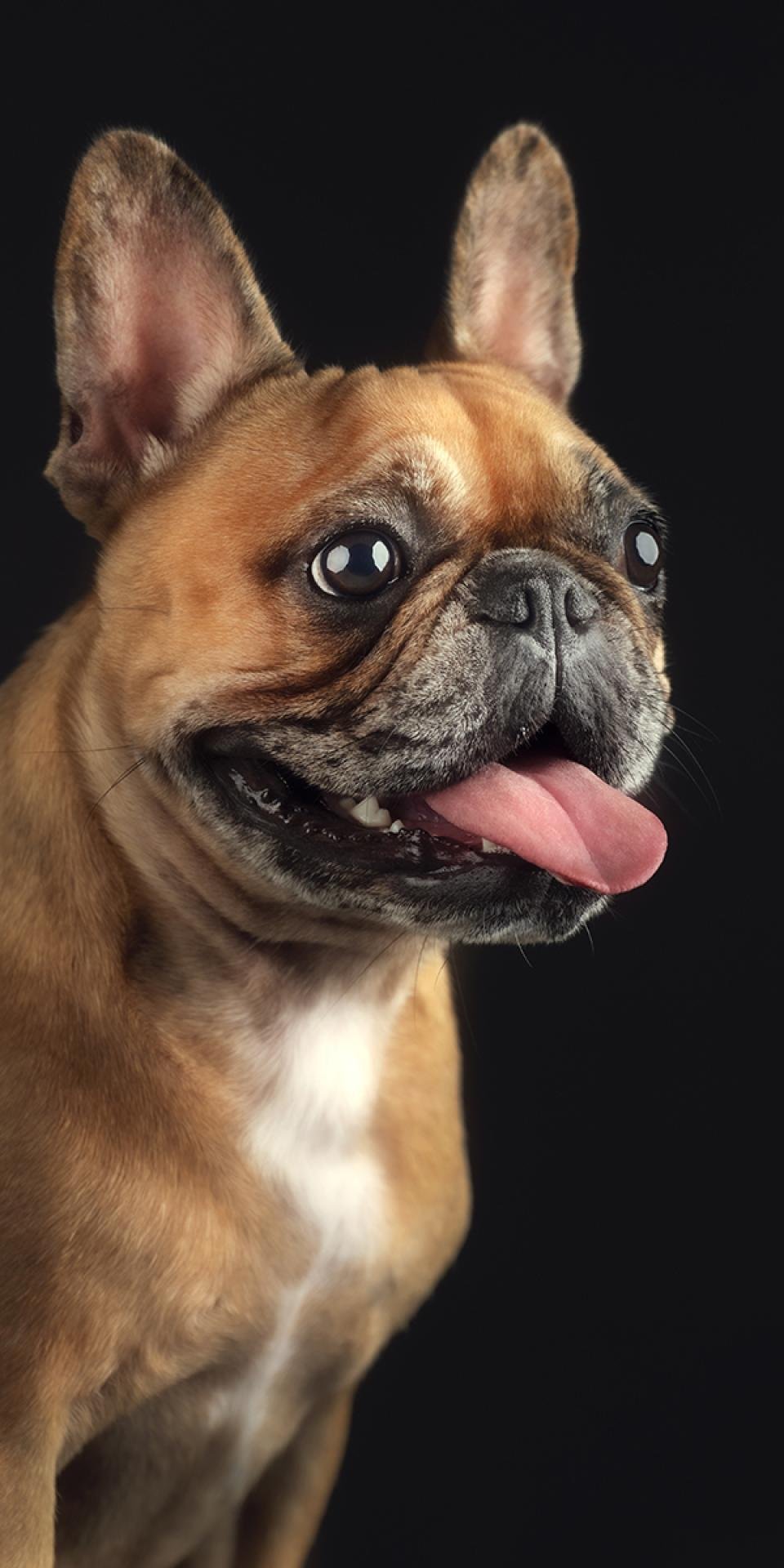 London Photography Awards Winner - Pet Portrait Photography