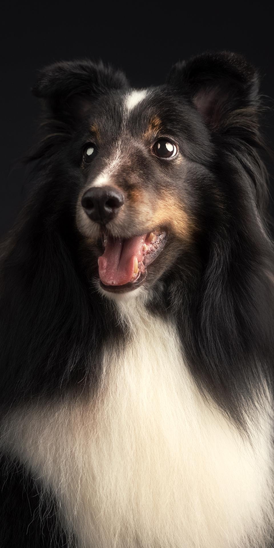 London Photography Awards Winner - Pet Portrait Photography
