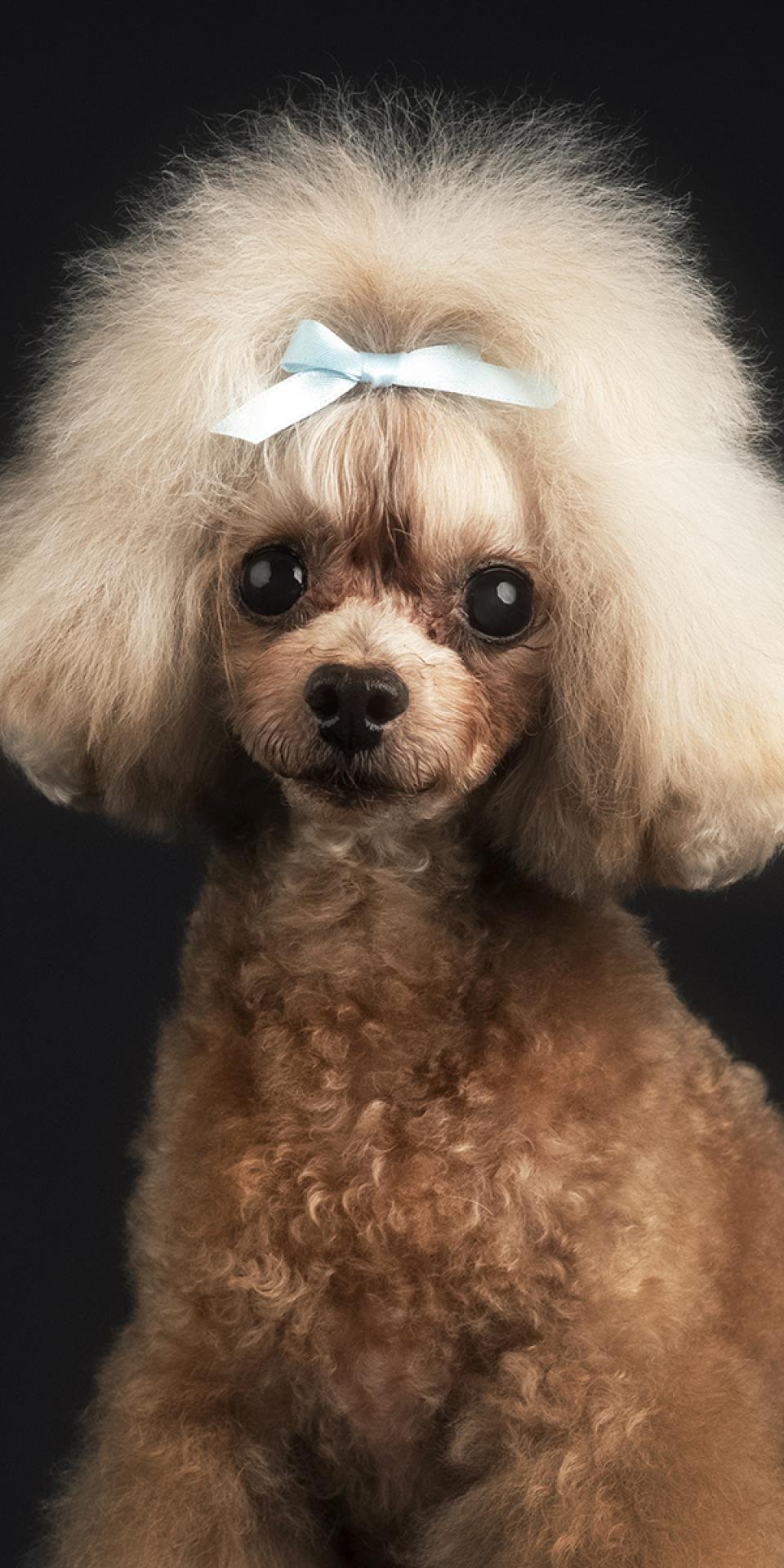 London Photography Awards Winner - Pet Portrait Photography