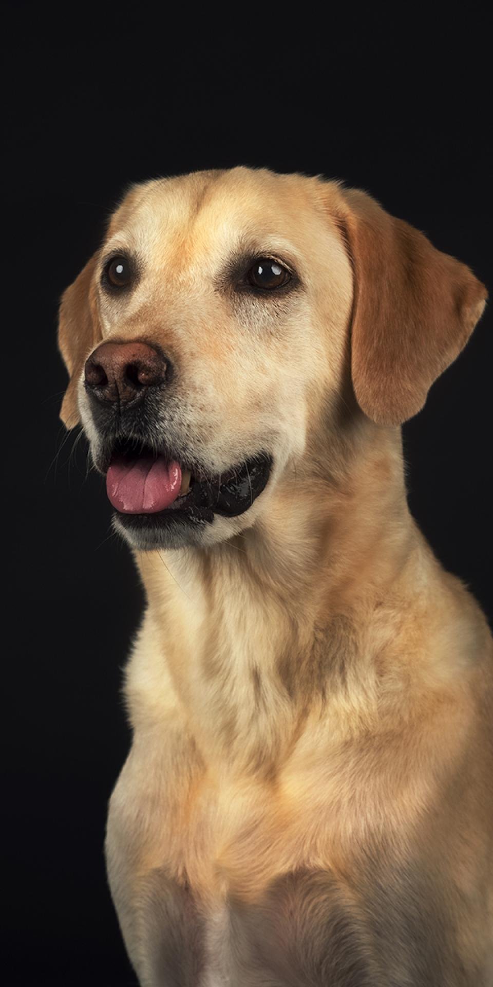 London Photography Awards Winner - Pet Portrait Photography