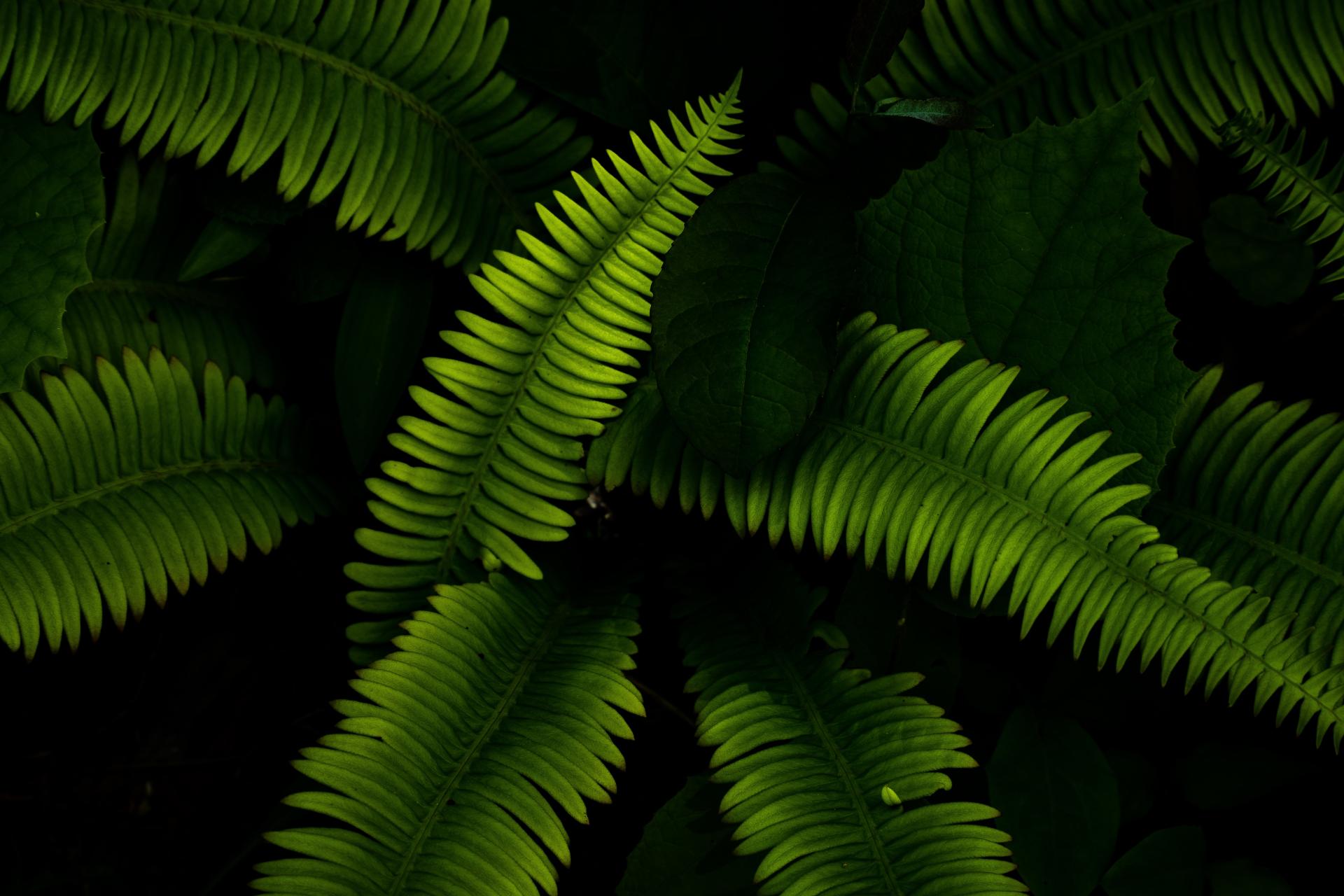 London Photography Awards Winner - Growth