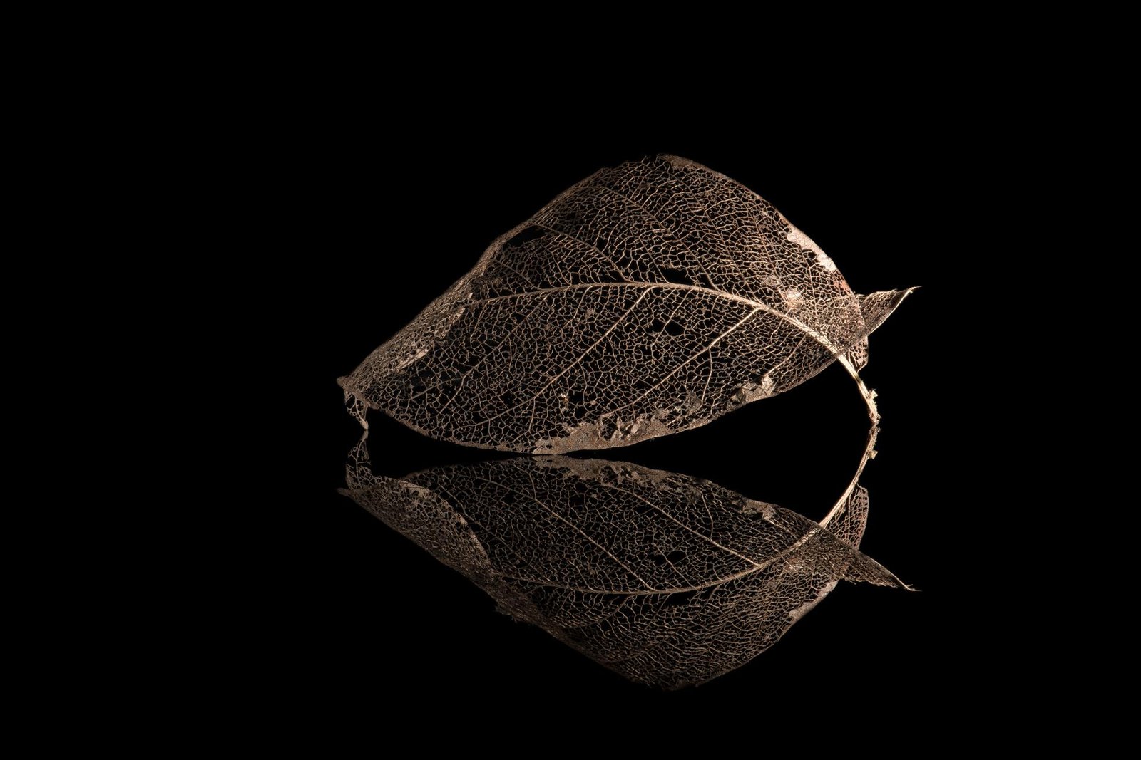 London Photography Awards Winner - Portrait of My Garden.