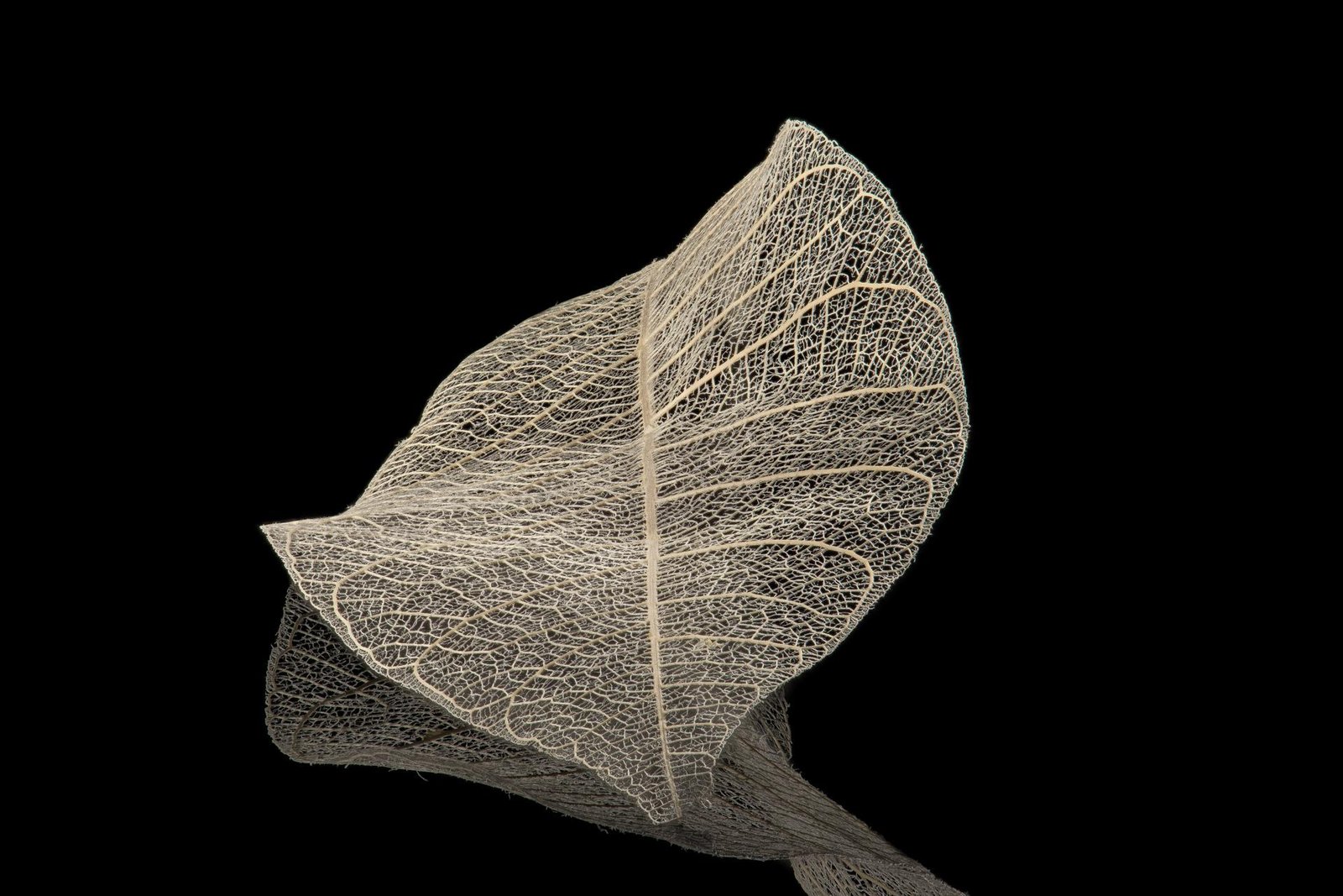 London Photography Awards Winner - Portrait of My Garden.