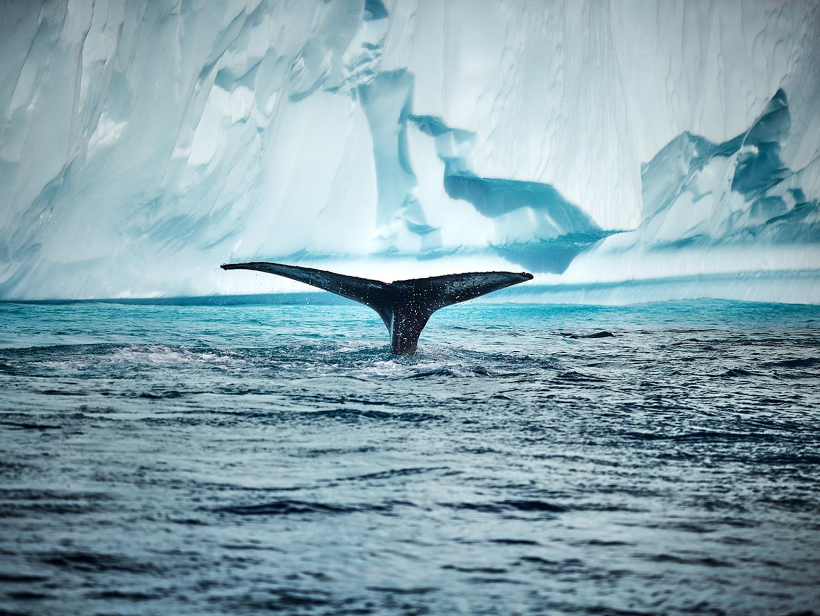 London Photography Awards Winner - The Buckle Whale