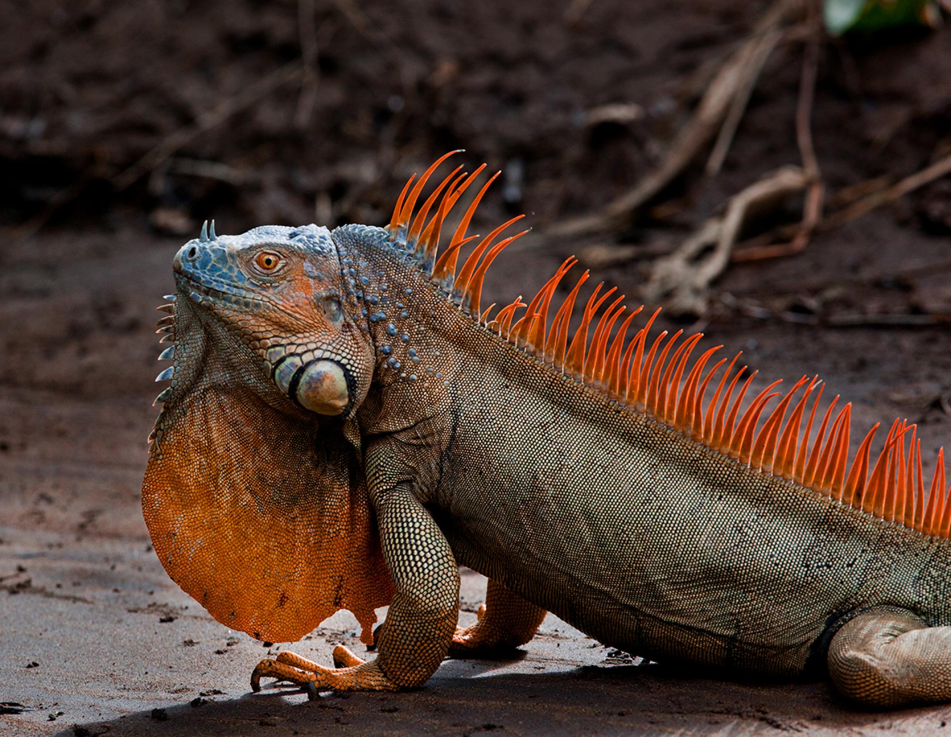 London Photography Awards Winner - Beautiful Iguana