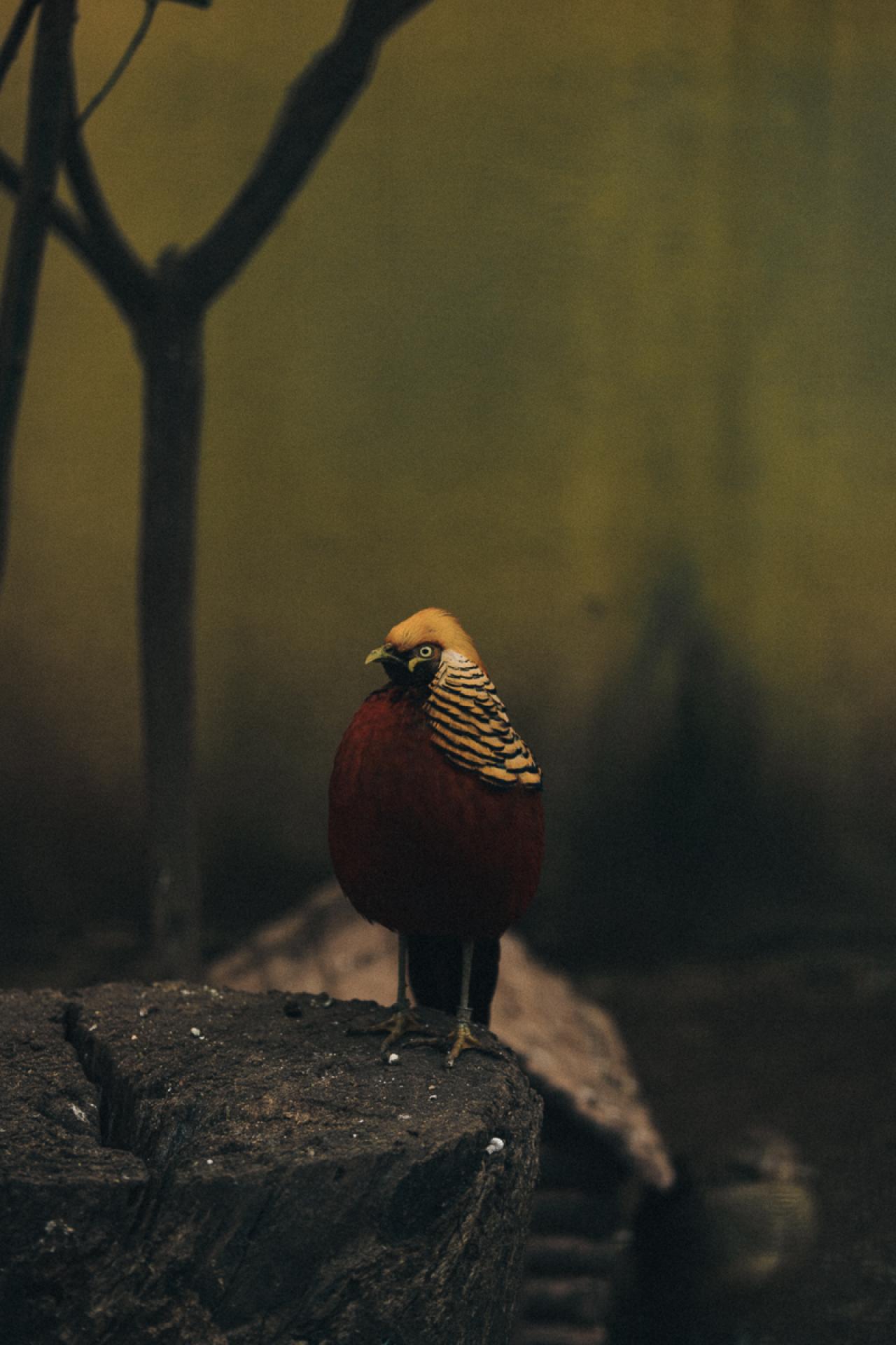 London Photography Awards Winner - A Bird