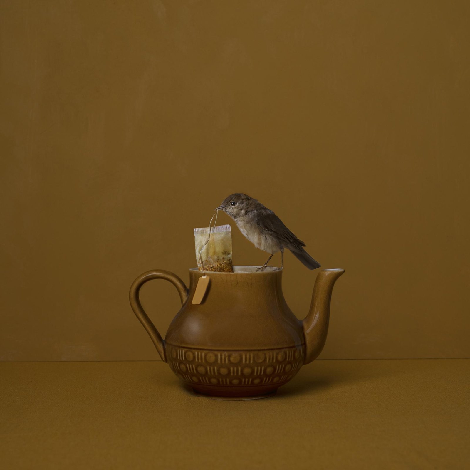 London Photography Awards Winner - Nightingale 