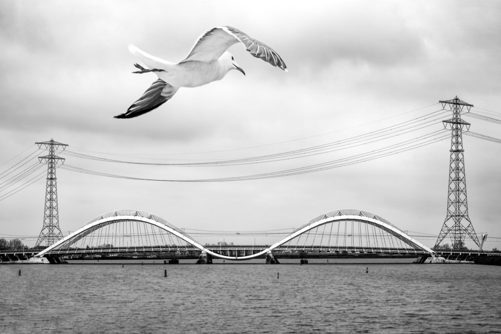 London Photography Awards Winner - Desing