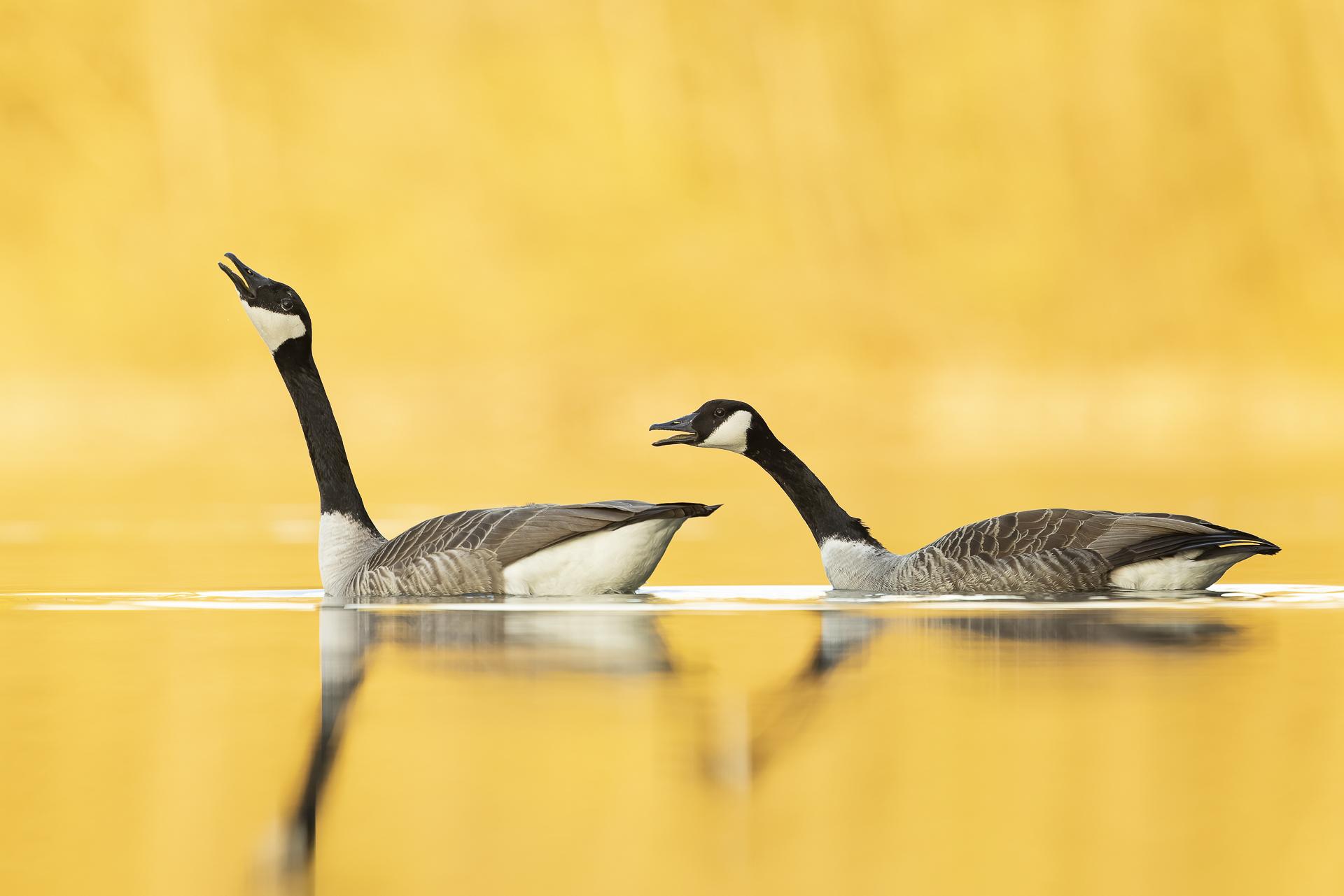 London Photography Awards Winner - Courtship display