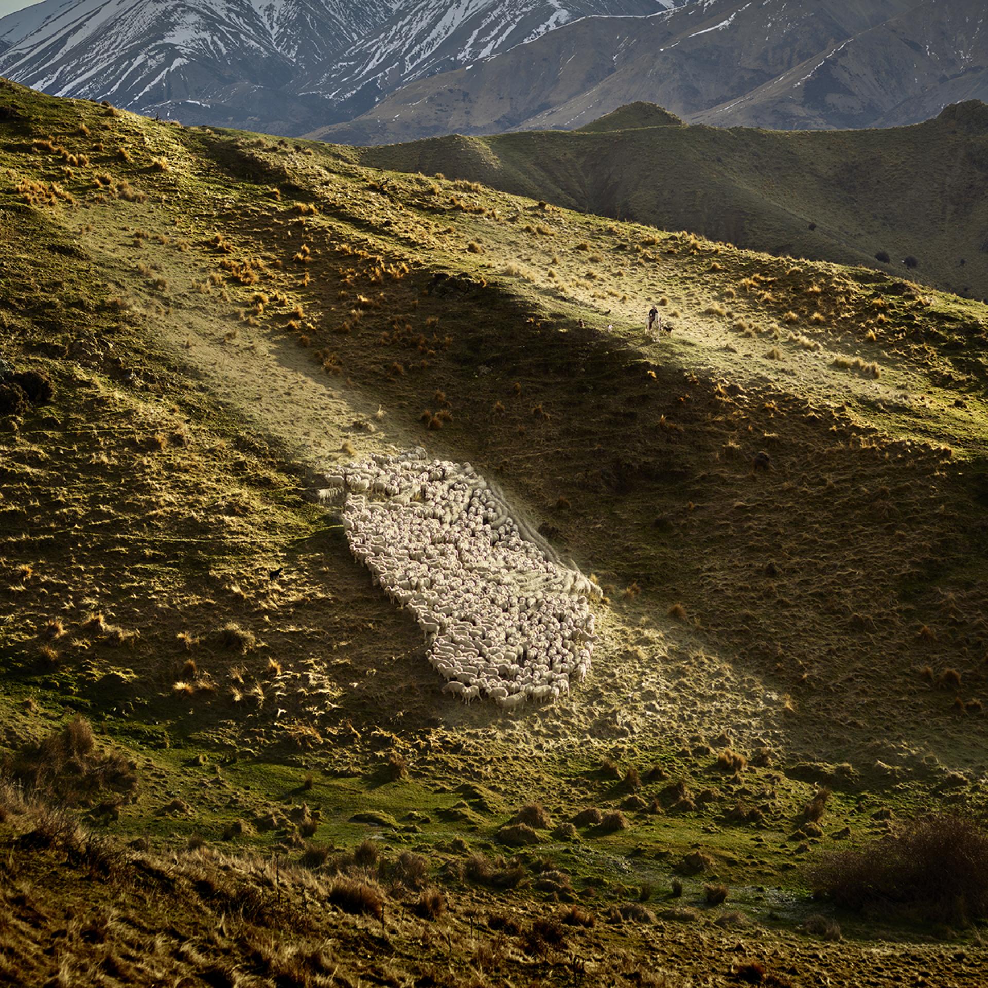 London Photography Awards Winner - Sheep Herder