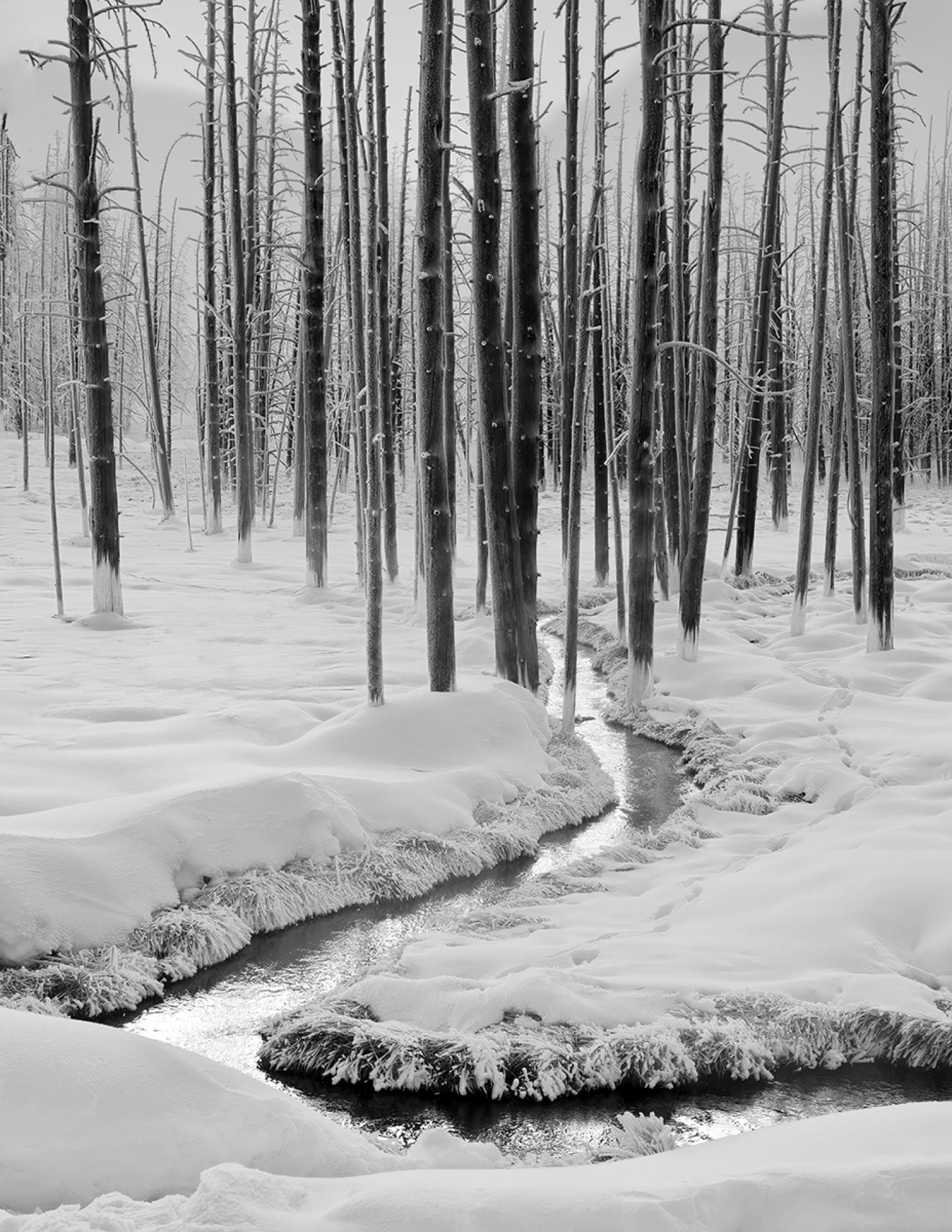 London Photography Awards Winner - The Many Faces of Yellowstone National Park