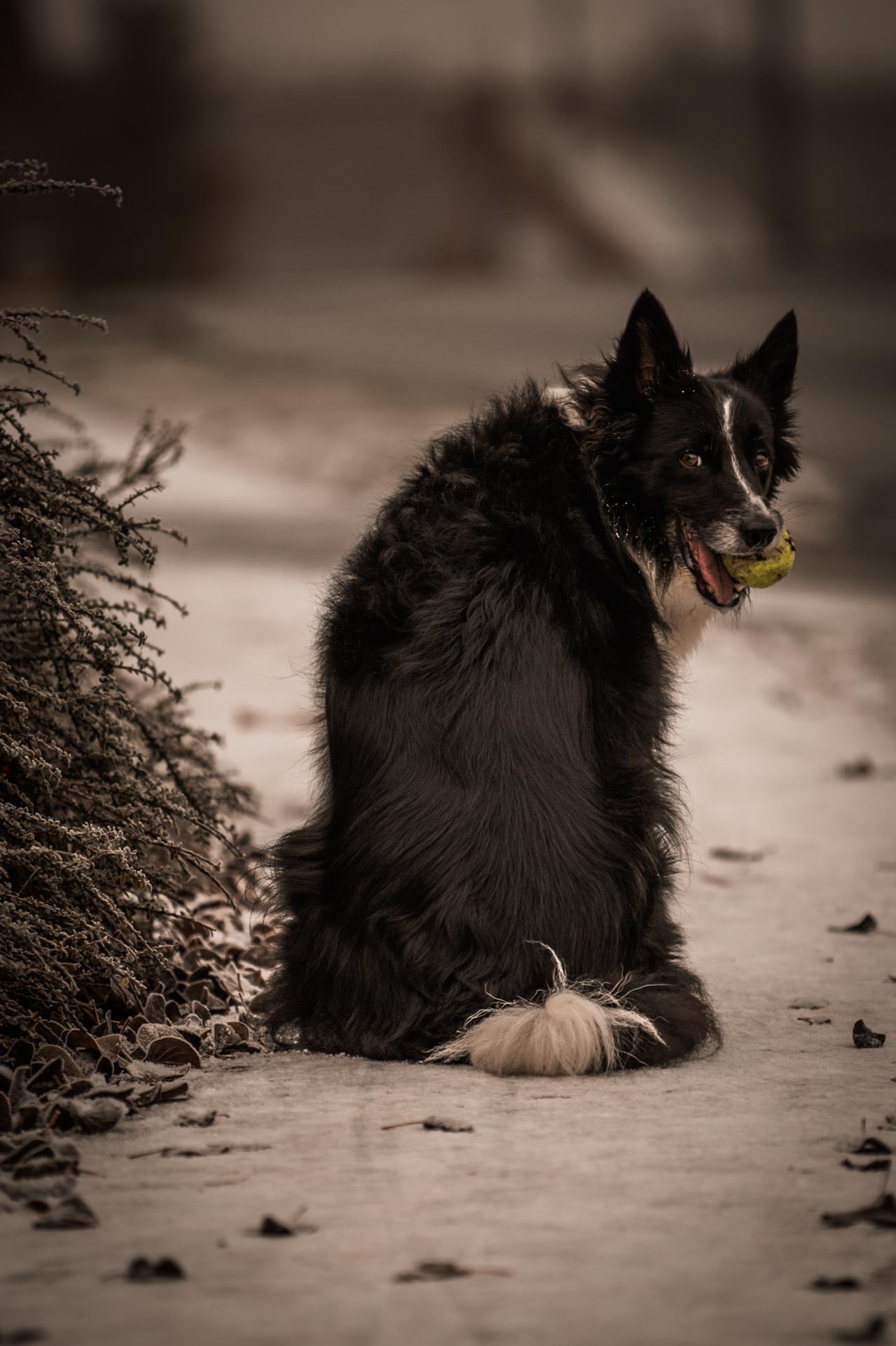 London Photography Awards Winner - For the love of a dog