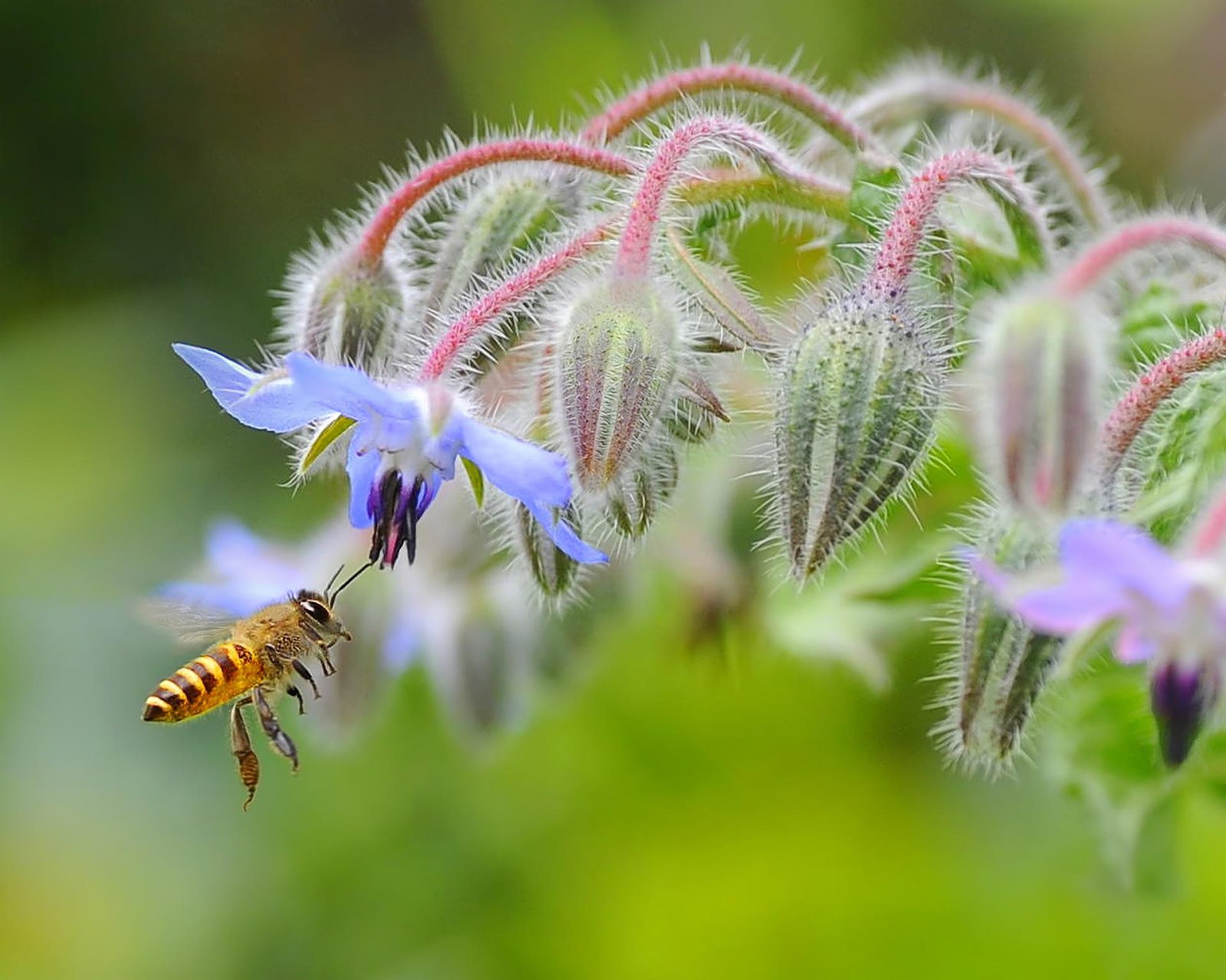 London Photography Awards Winner - Honey I am Coming...........