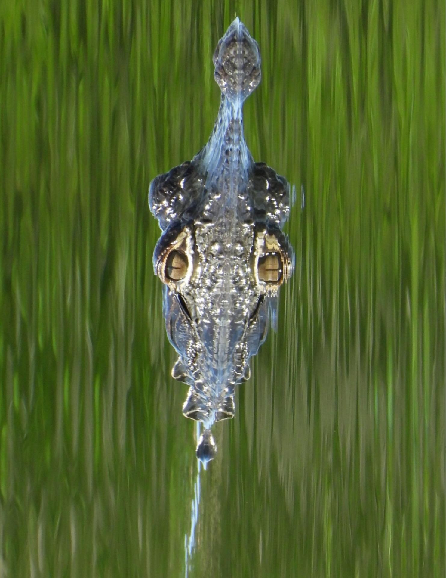 London Photography Awards Winner - A Gator's Reflection