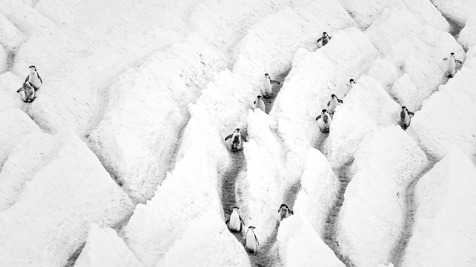 London Photography Awards Winner - Penguin Highway