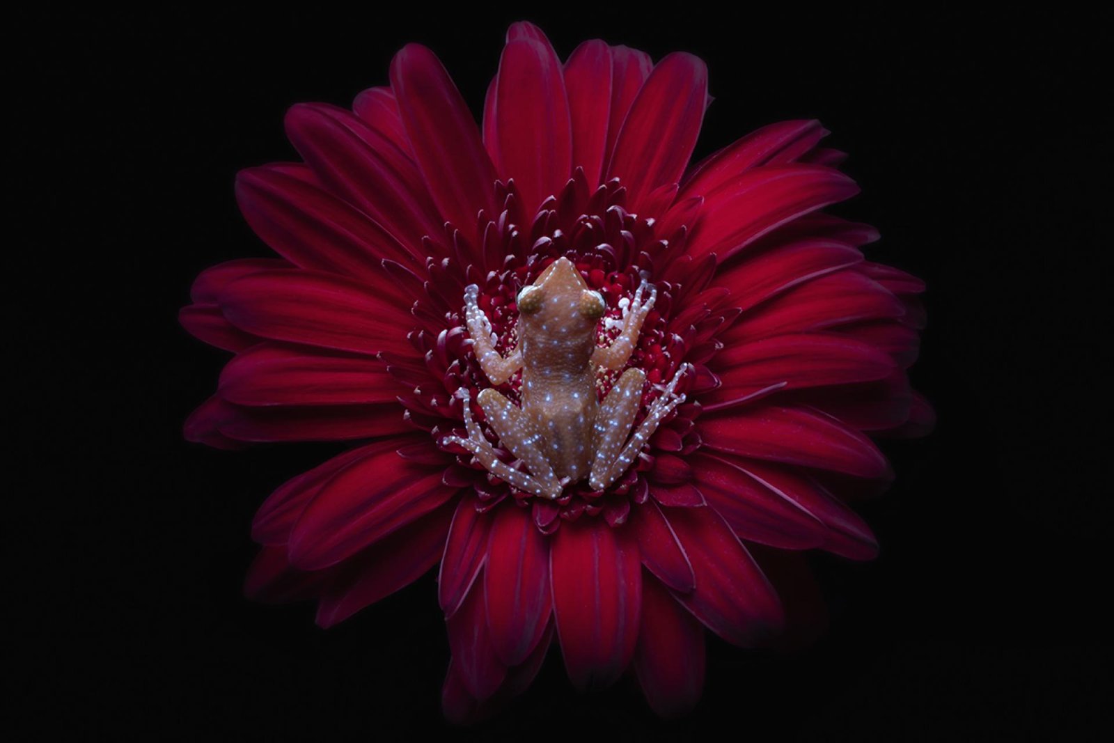 London Photography Awards Winner - Amongst The Petal