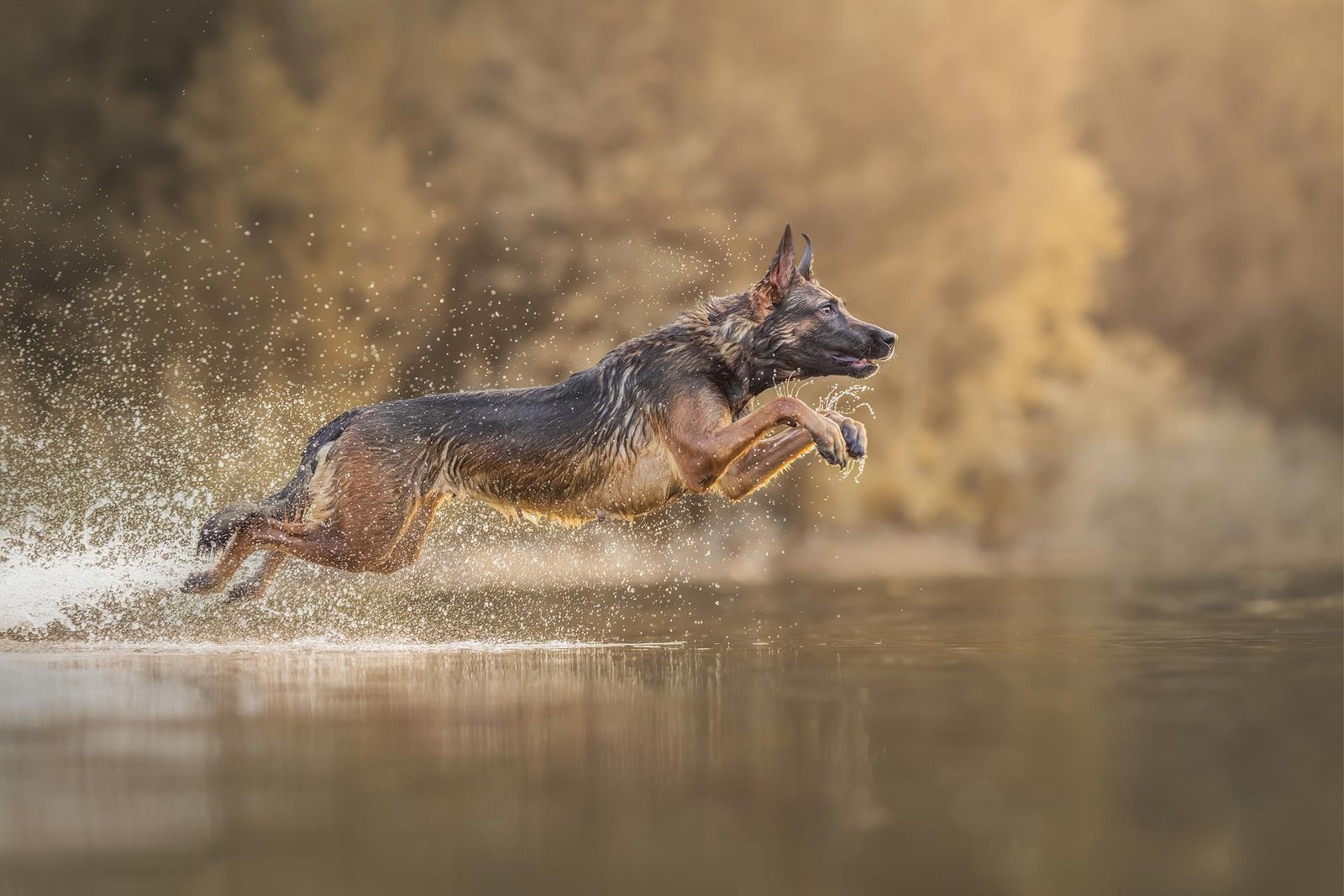 London Photography Awards Winner - Sensational Soar
