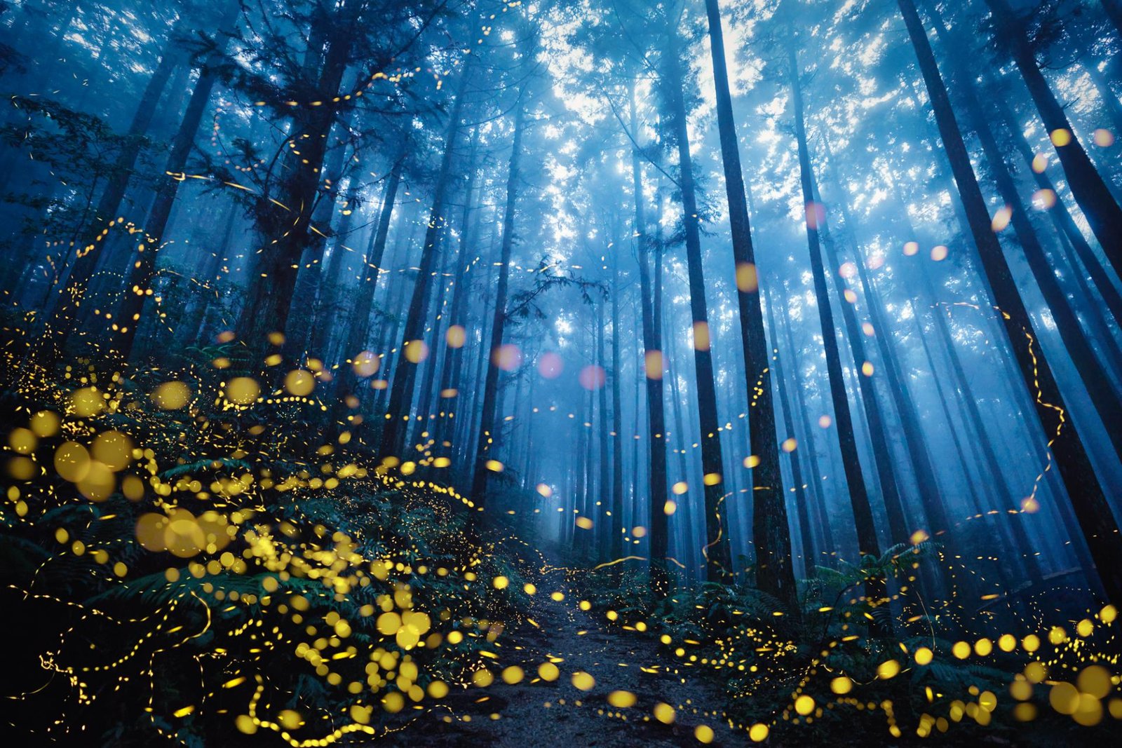 London Photography Awards Winner - Fireflies flying 