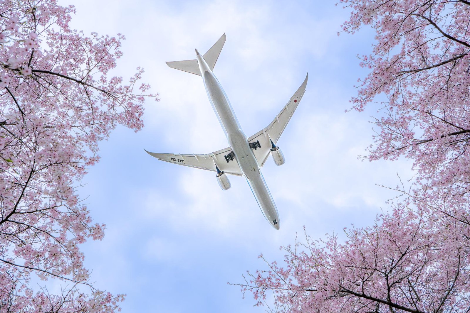 London Photography Awards Winner - From between the cherry blossoms