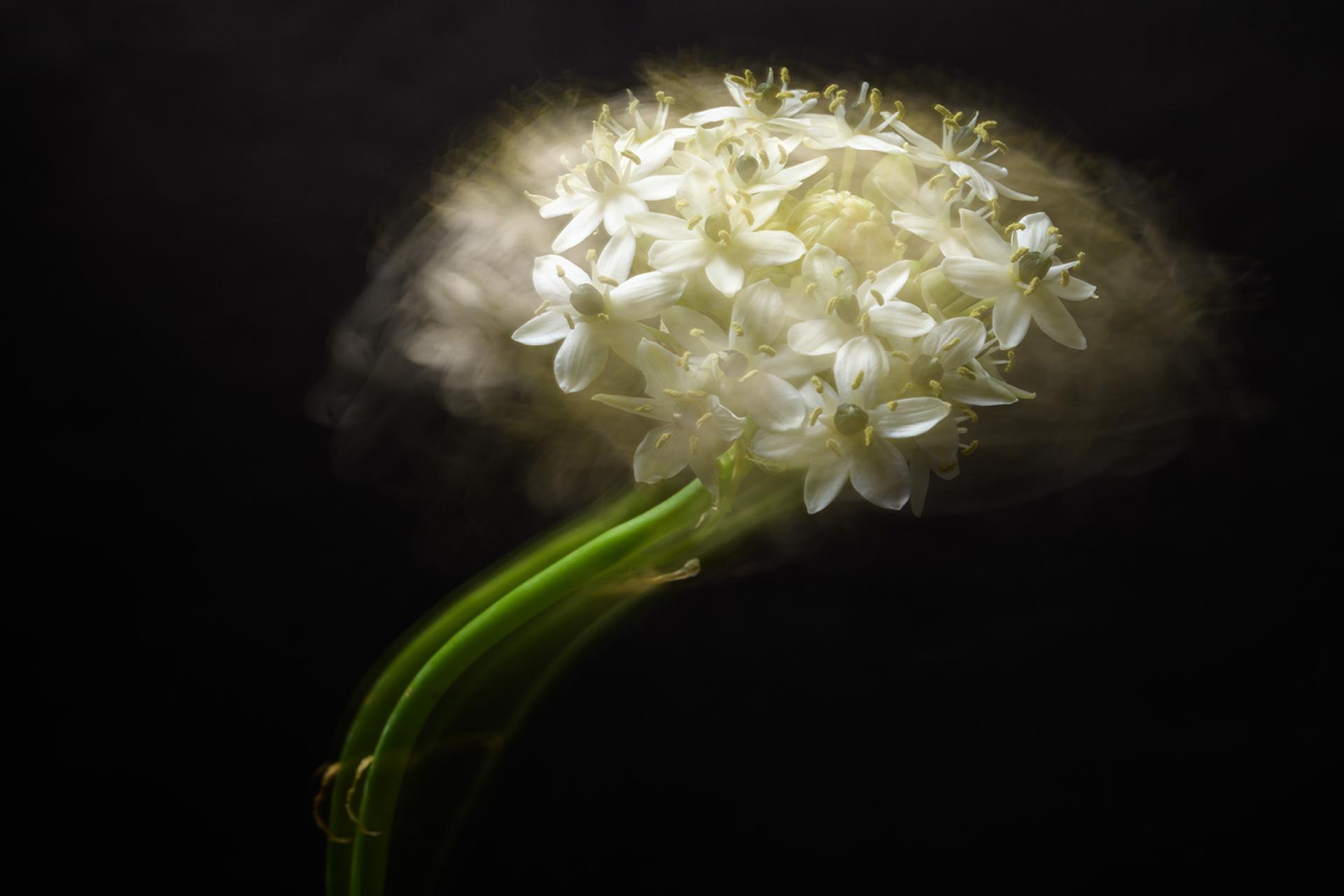 London Photography Awards Winner - Genius Naturae