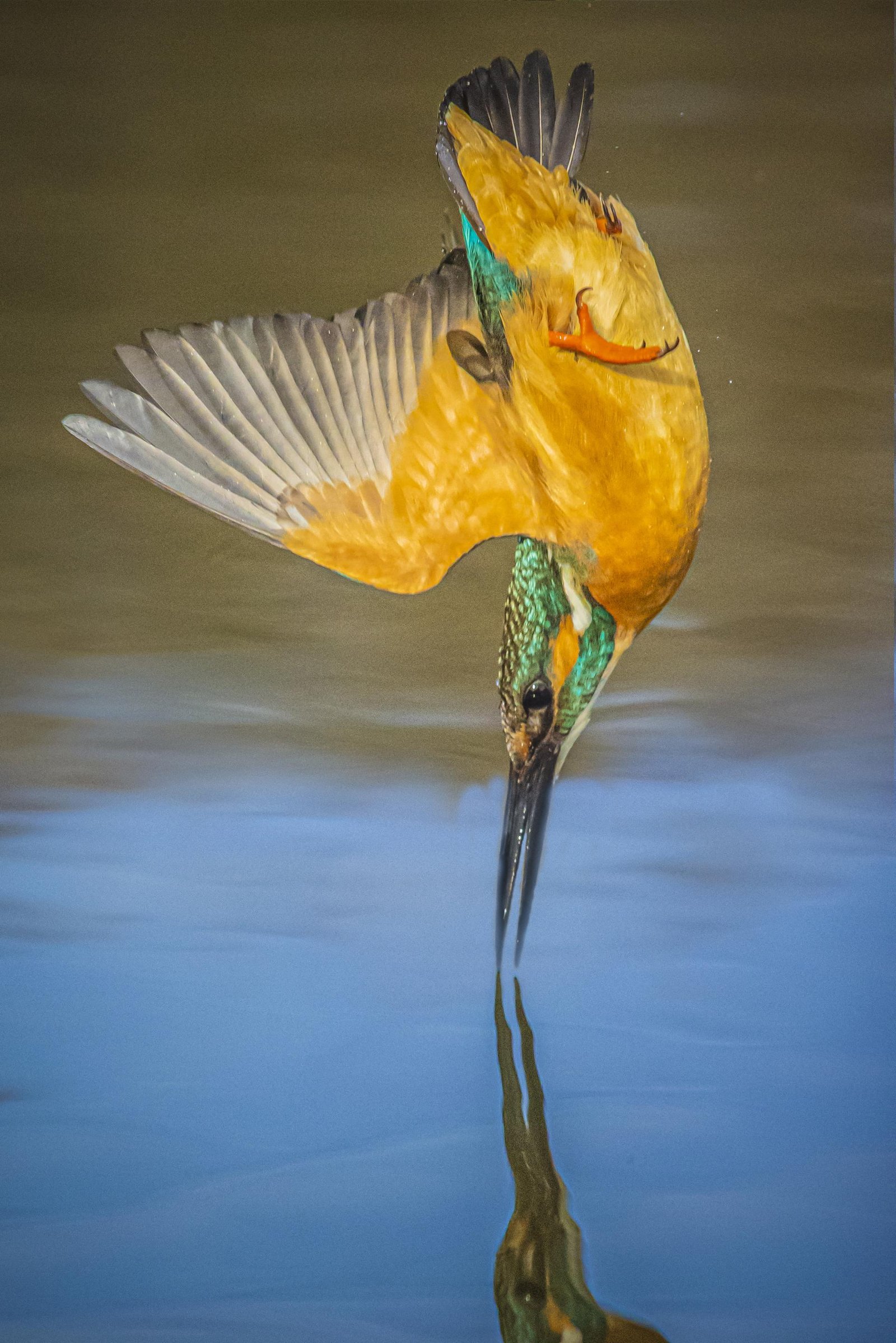 London Photography Awards Winner - Kingfisher