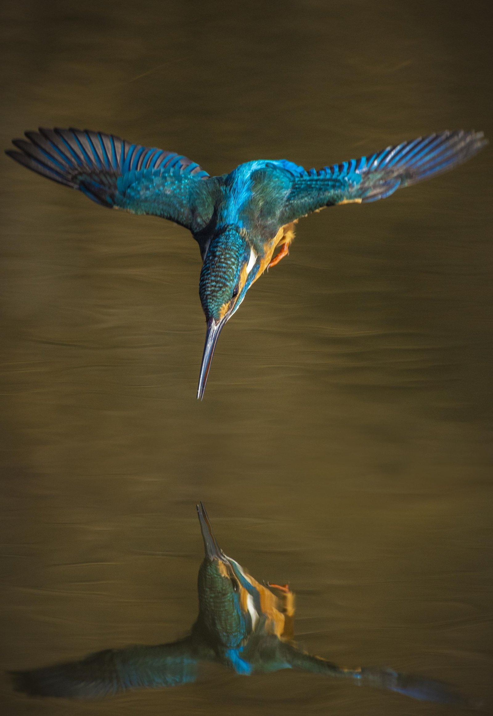 London Photography Awards Winner - Kingfisher