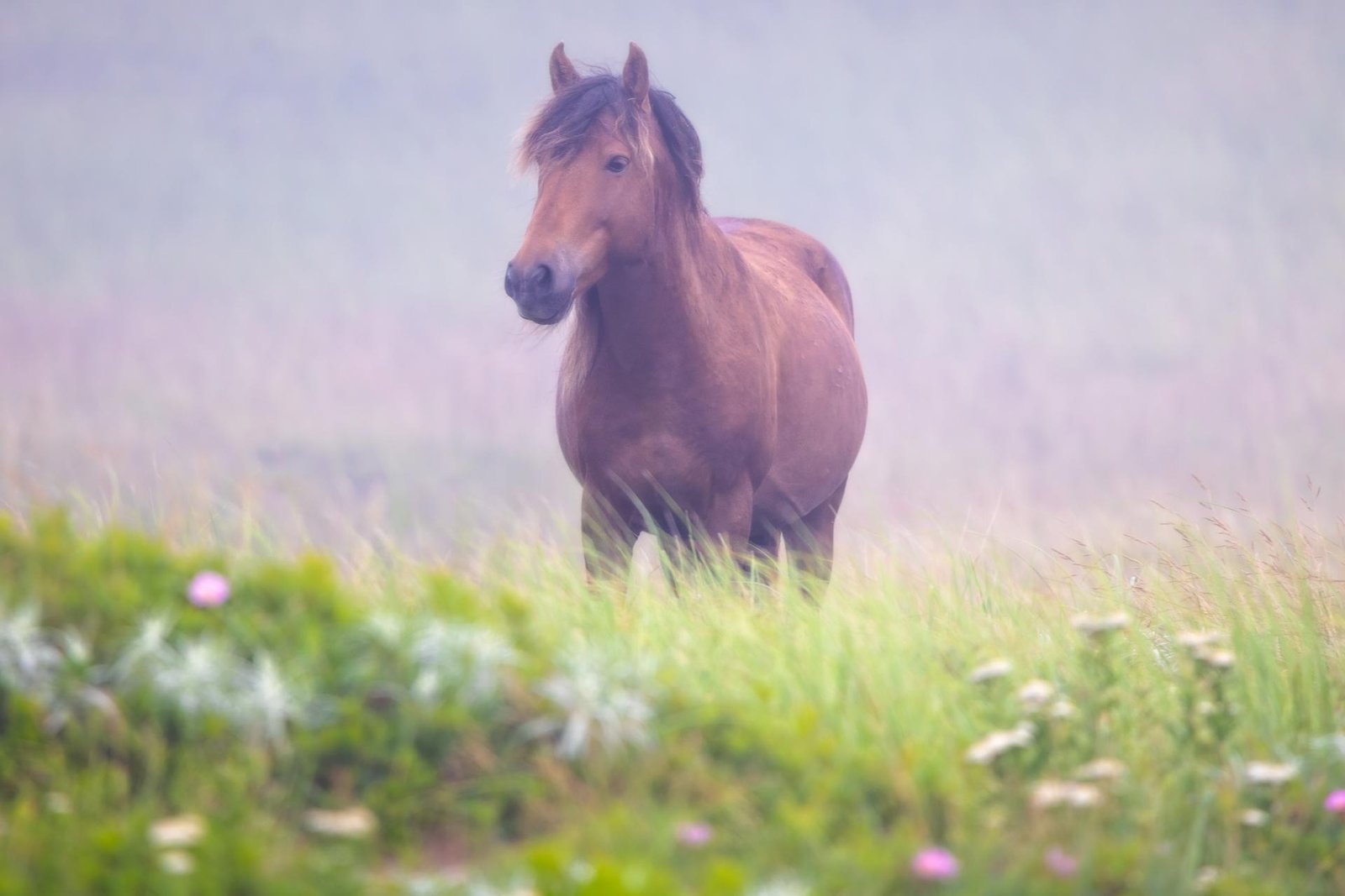 London Photography Awards Winner - Whispers of Solitude: Sable Island’s Untamed Spirits