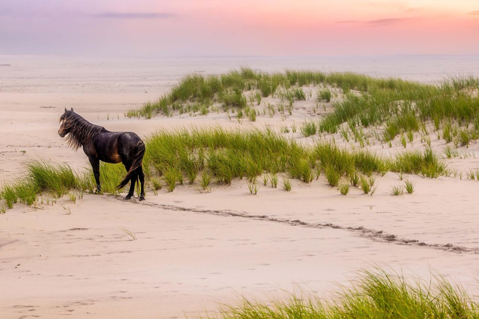 London Photography Awards Winner - Whispers of Solitude: Sable Island’s Untamed Spirits