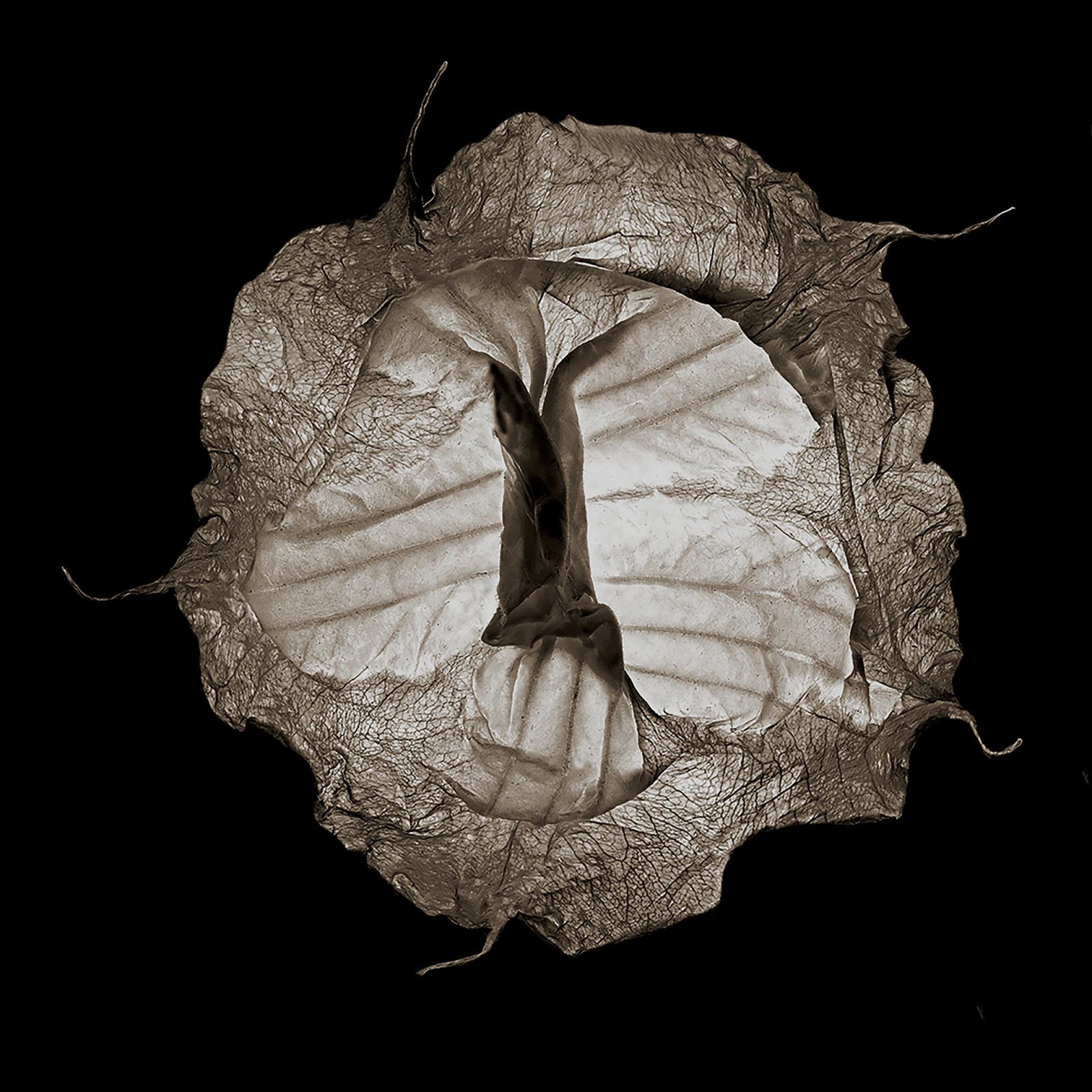 London Photography Awards Winner - BOTANICALS