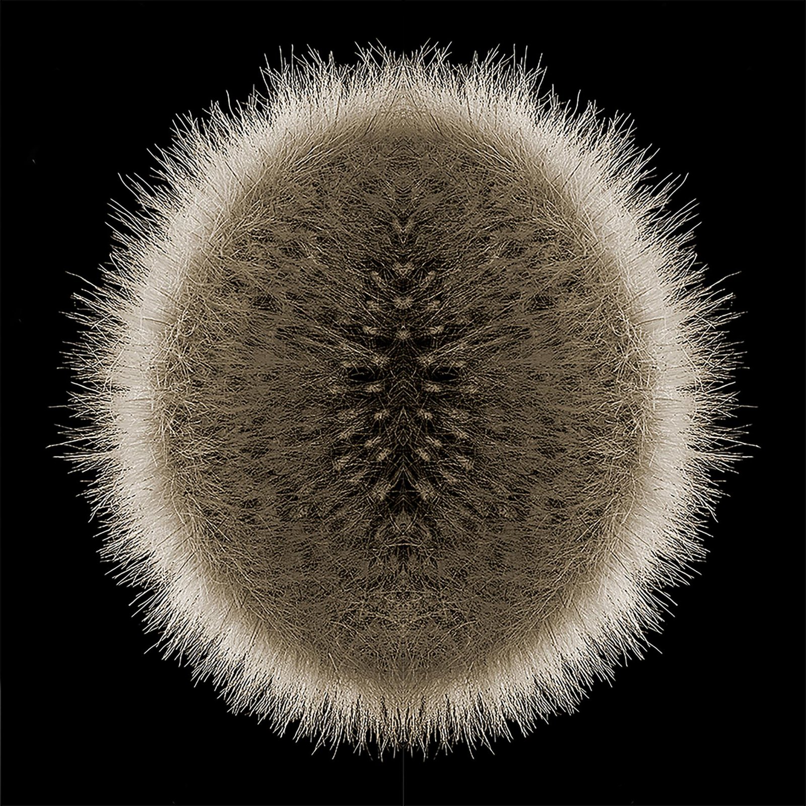 London Photography Awards Winner - BOTANICALS